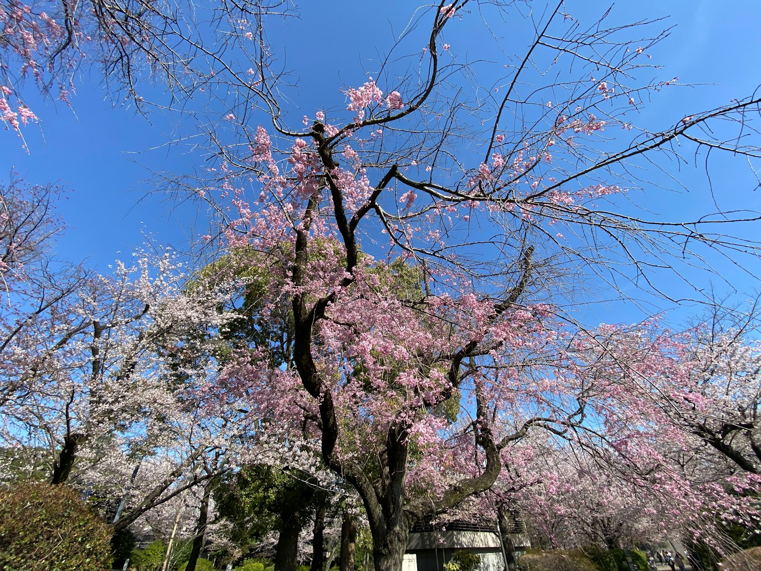 Arbres de cerisier en fleurs sous un ciel bleu clair