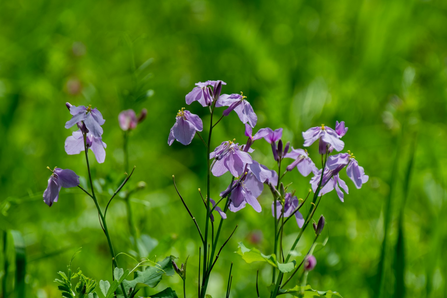 Close-up of purple flowers against a green background