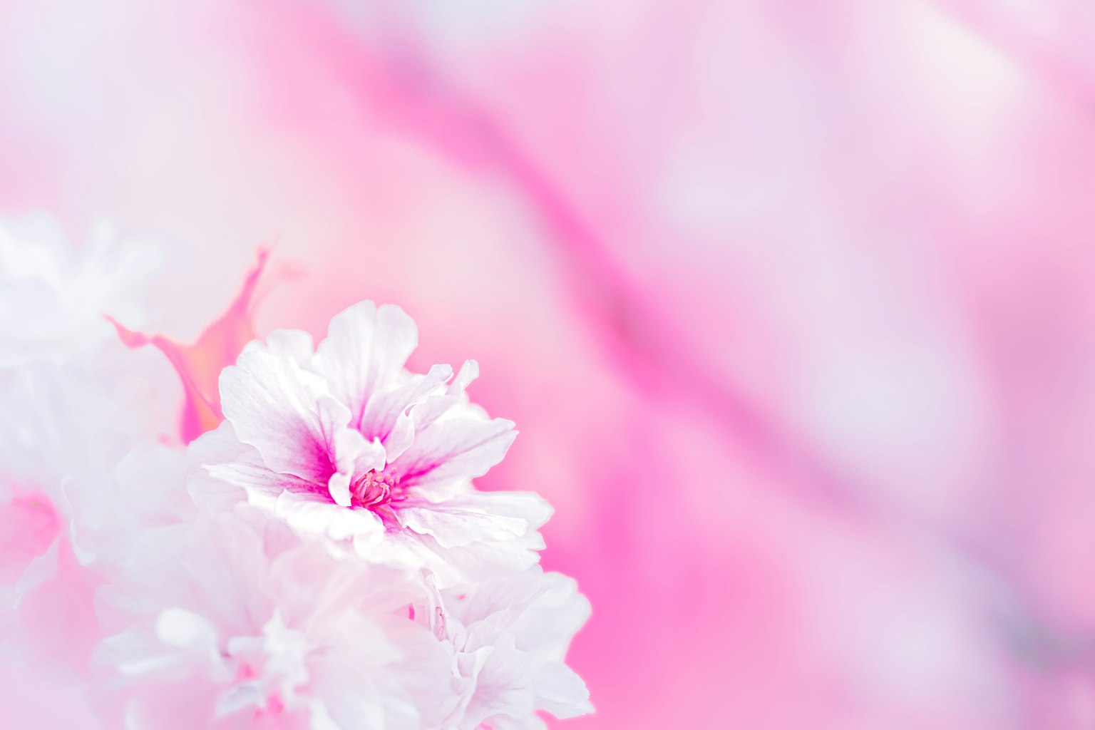 Nahaufnahme von Kirschblüten vor einem sanften rosa Hintergrund