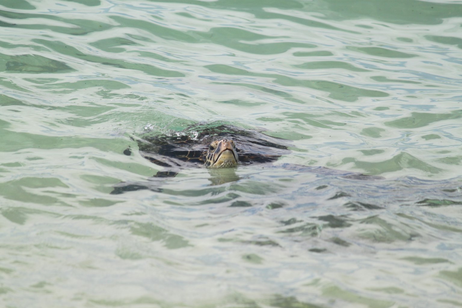 Eine Schildkröte schwimmt in klarem Wasser mit sanften Wellen