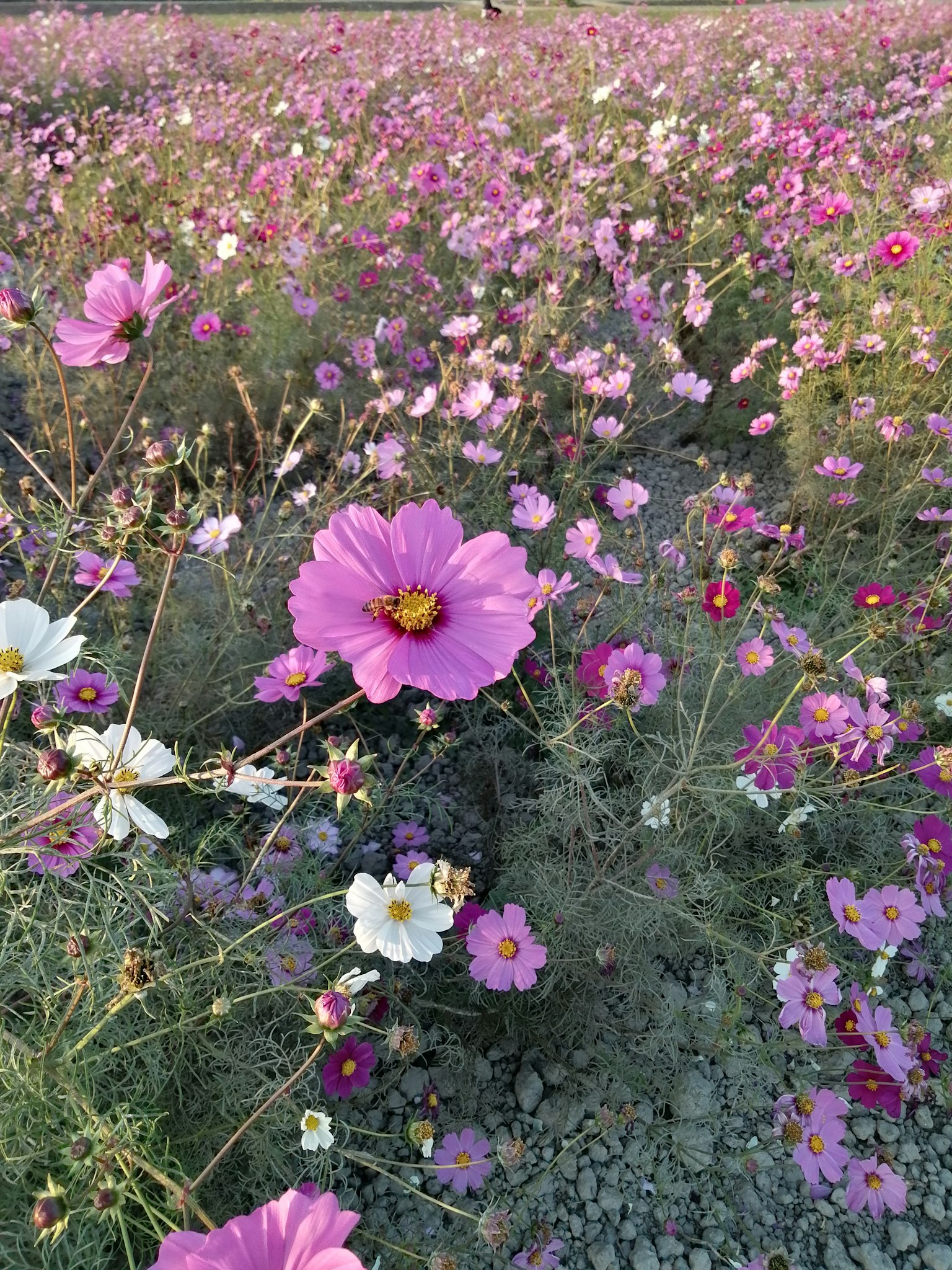 Vibrant field of blooming cosmos flowers in various colors