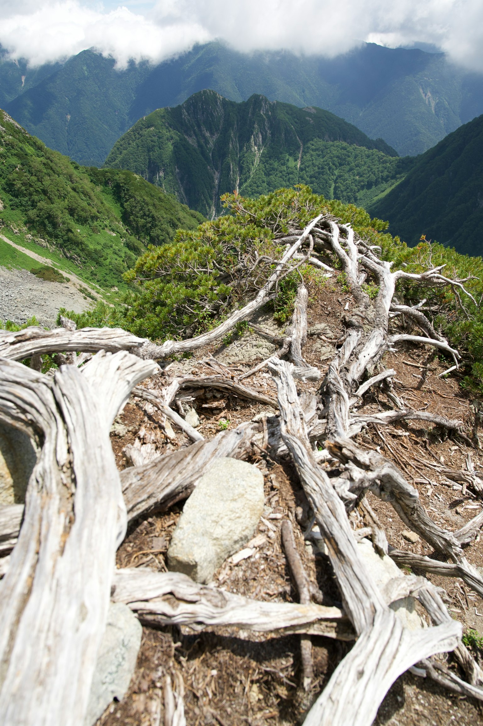 风景如画的山景与风化的木材