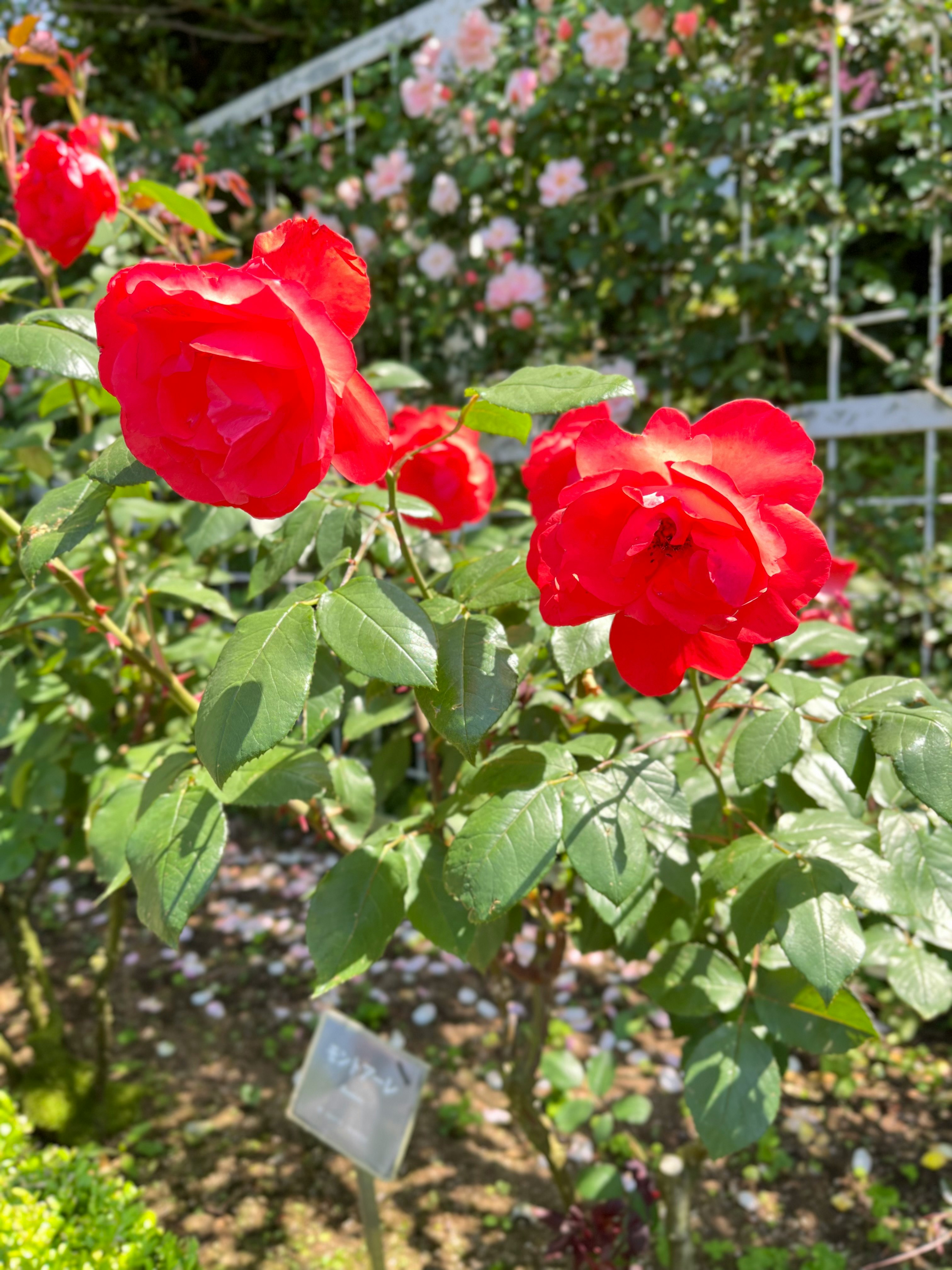 八つのバラ園の赤いバラが咲く花壇の一角