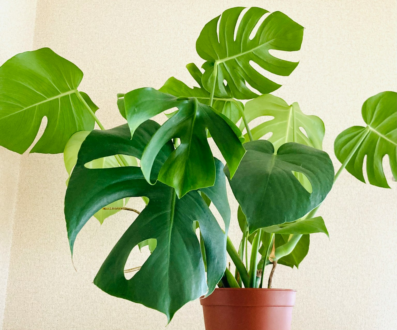 Hình ảnh trong nhà của cây Monstera với lá xanh tươi tốt