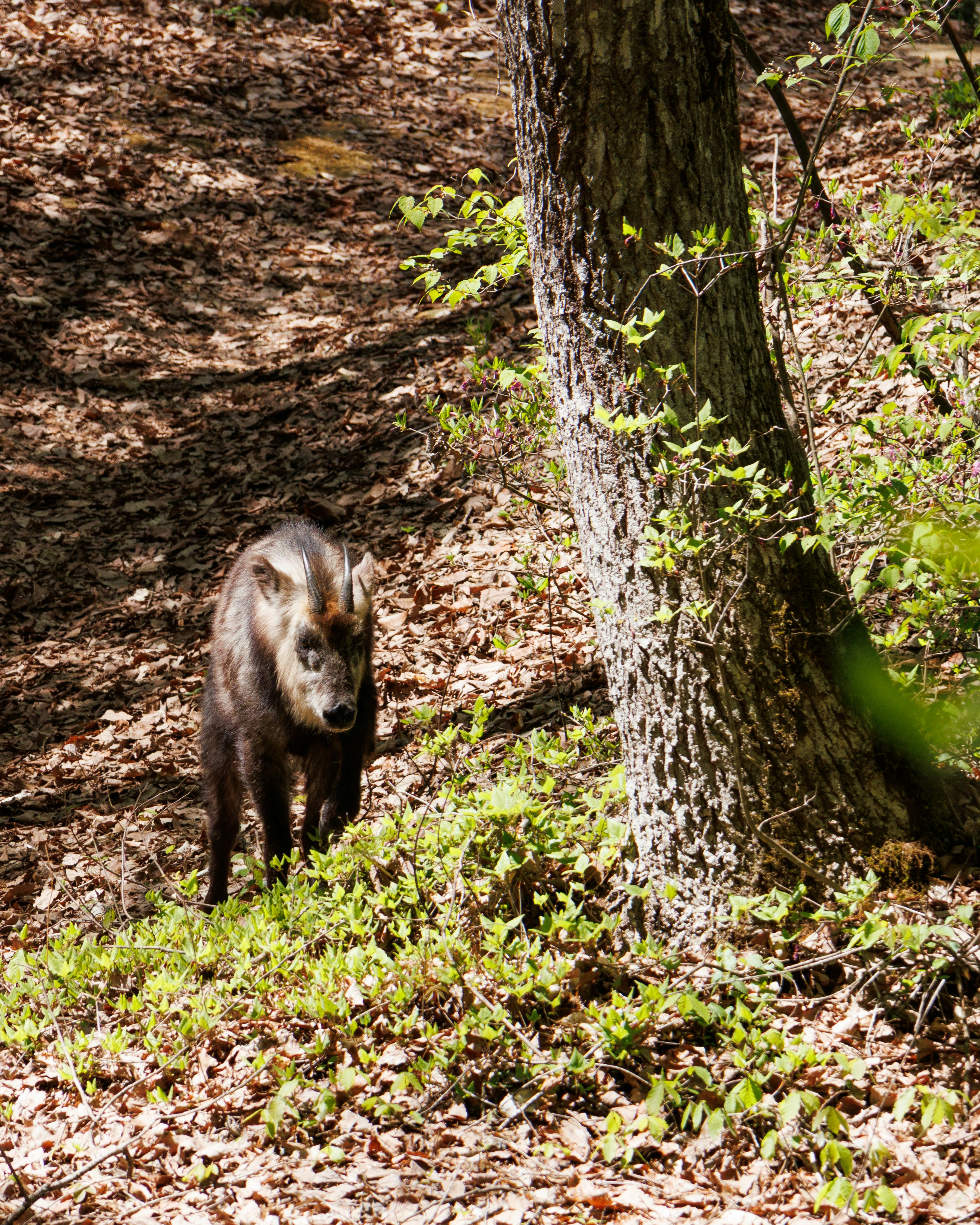 serow standing beside a tree along a forest path