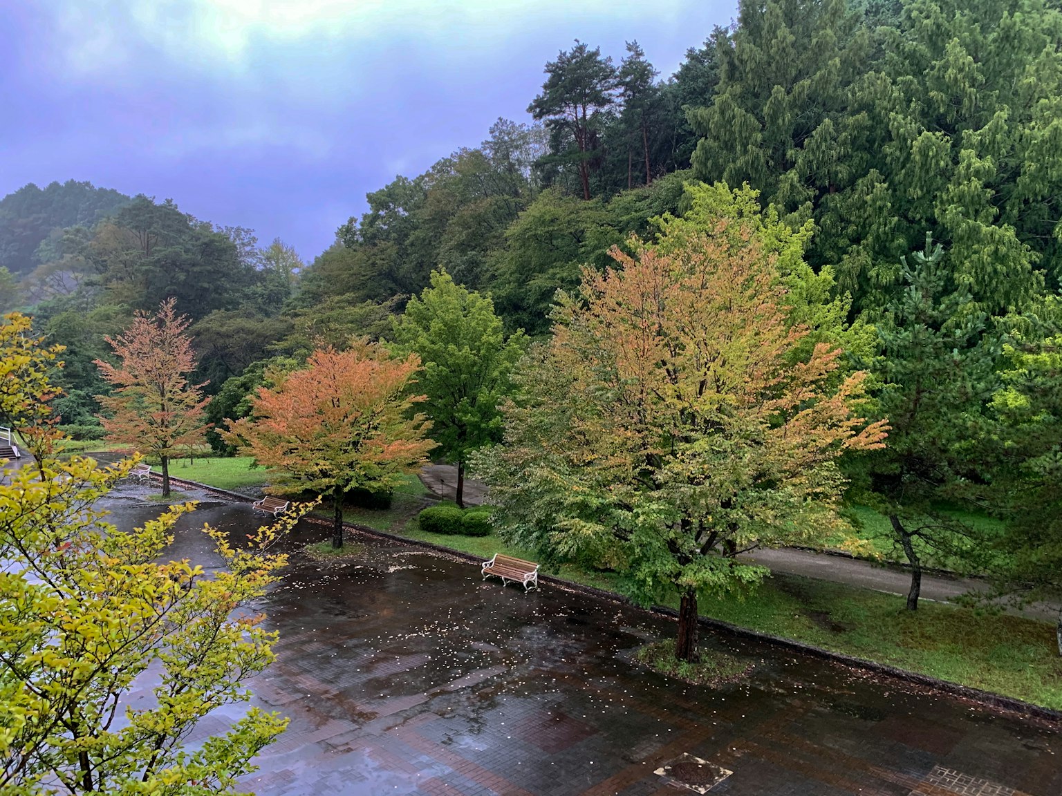 Scenic park view with autumn foliage