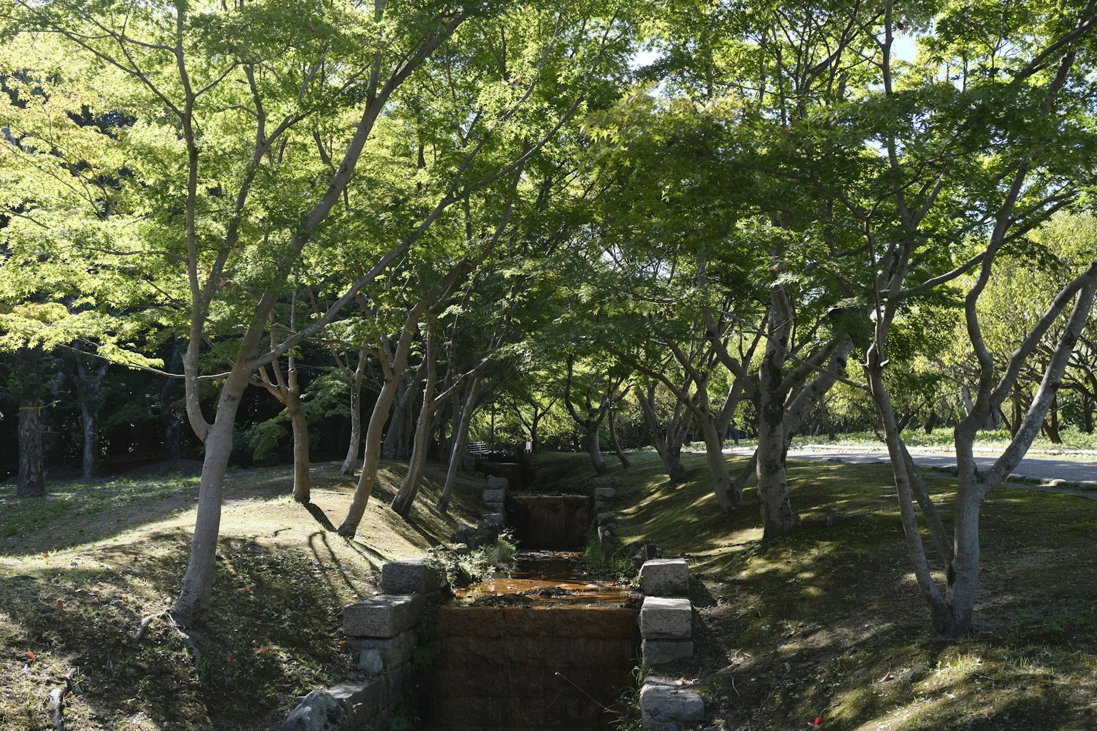 郁郁葱葱的树木和小水道环绕的小路风景