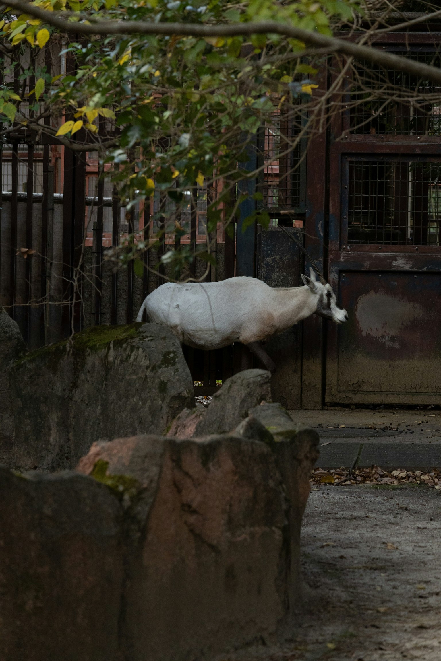 動物園裡一隻白色山羊站在岩石上