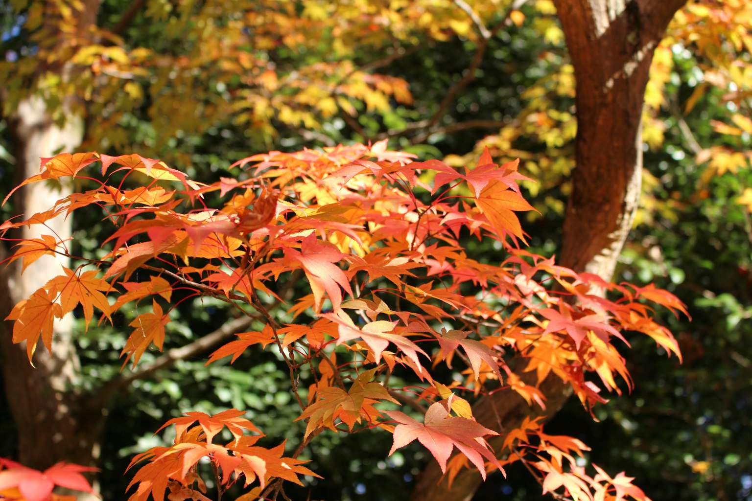 Vibrant autumn leaves in shades of orange and red