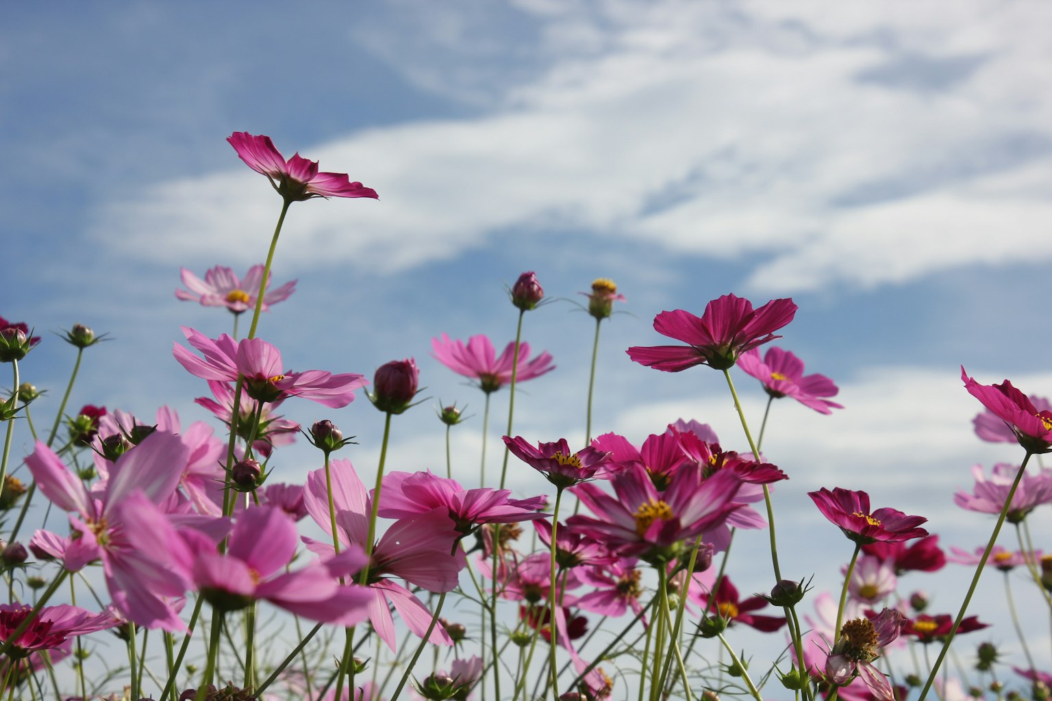 Fiori rosa che sbocciano sotto un cielo blu con nuvole bianche