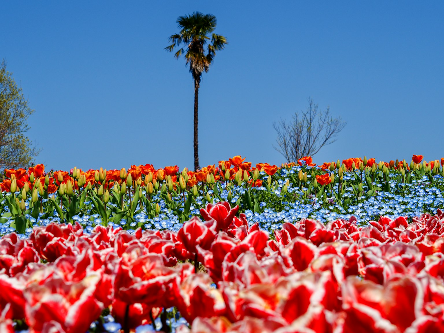 Un paesaggio vibrante di tulipani colorati con una palma sullo sfondo