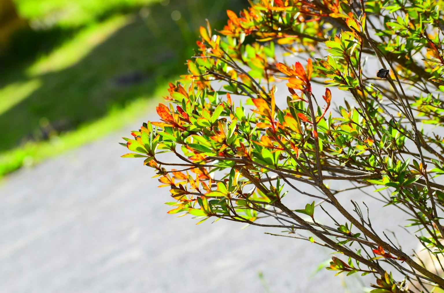 Acercamiento de una rama de planta con hojas coloridas sobre fondo verde