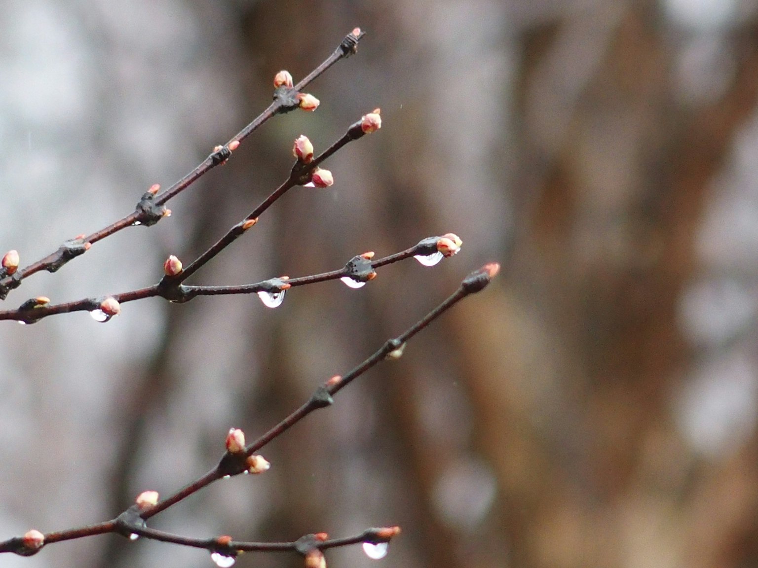 Primo piano di gemme e rami d'albero con gocce di pioggia