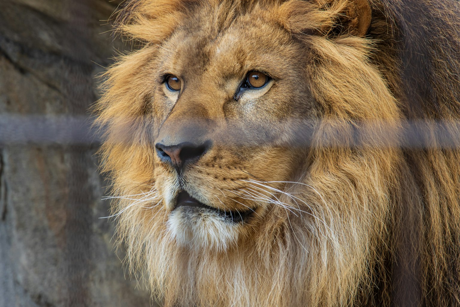Close-up of a lion with a golden mane
