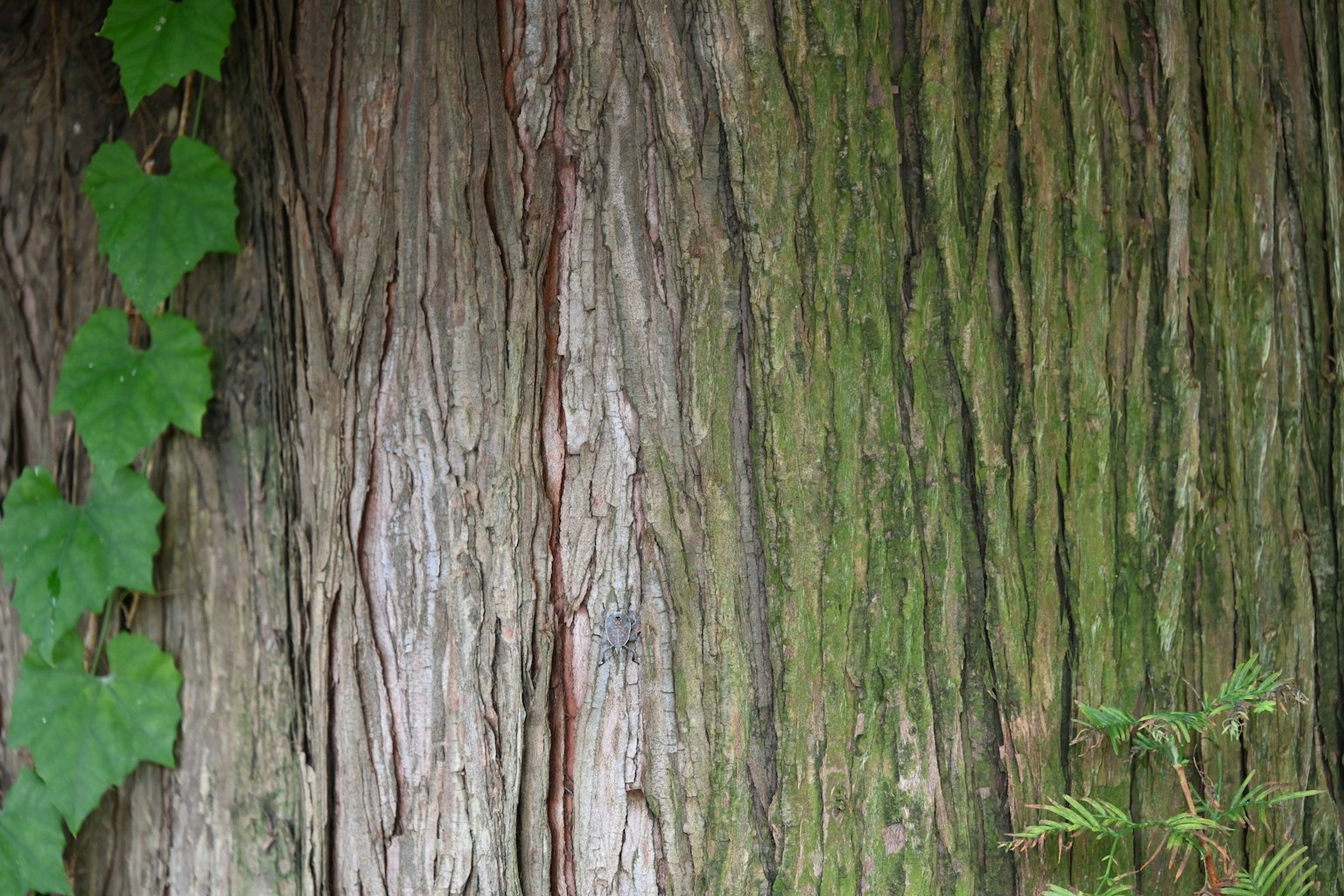 Corteccia d'albero testurizzata con foglie di edera verde