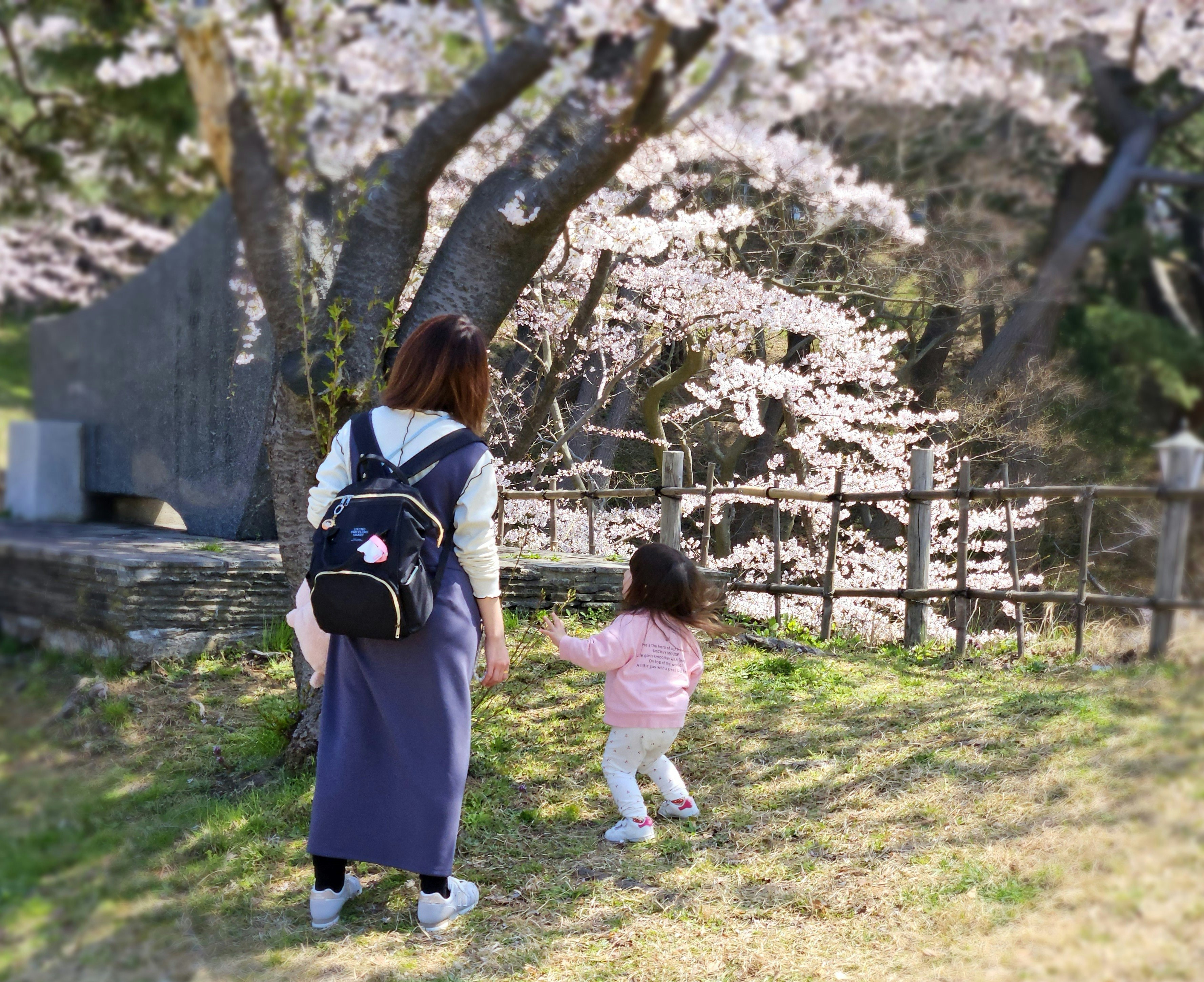 桜の並木で手をつなぐ親子の散歩
