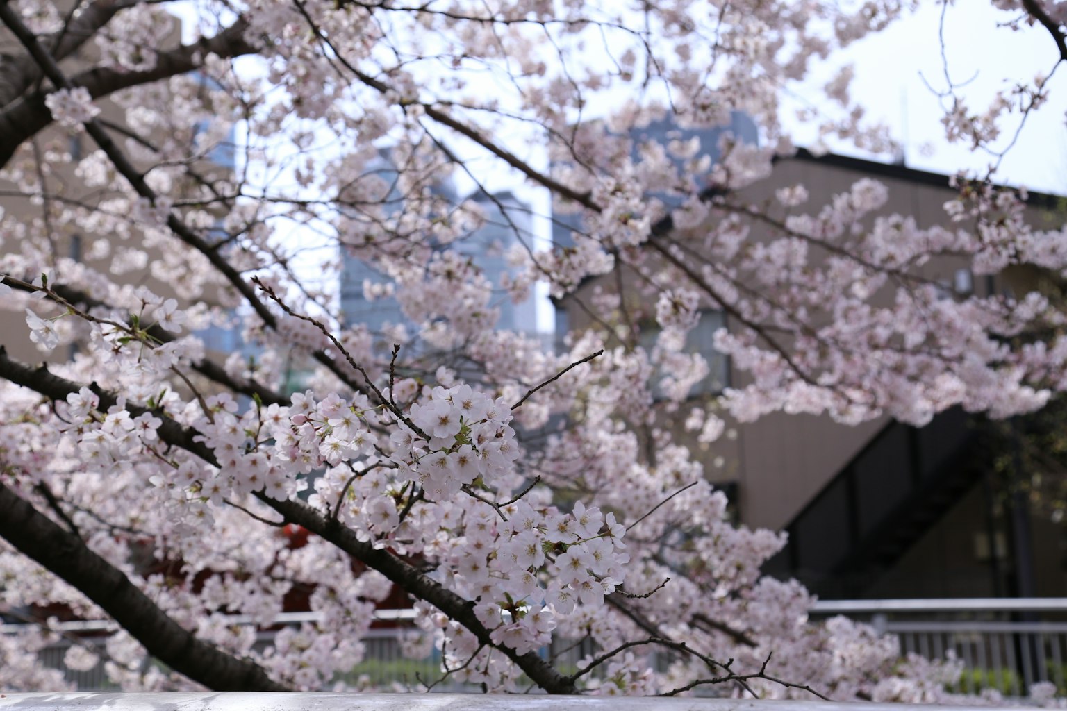 Branches de cerisier en fleurs avec des fleurs roses devant un paysage urbain