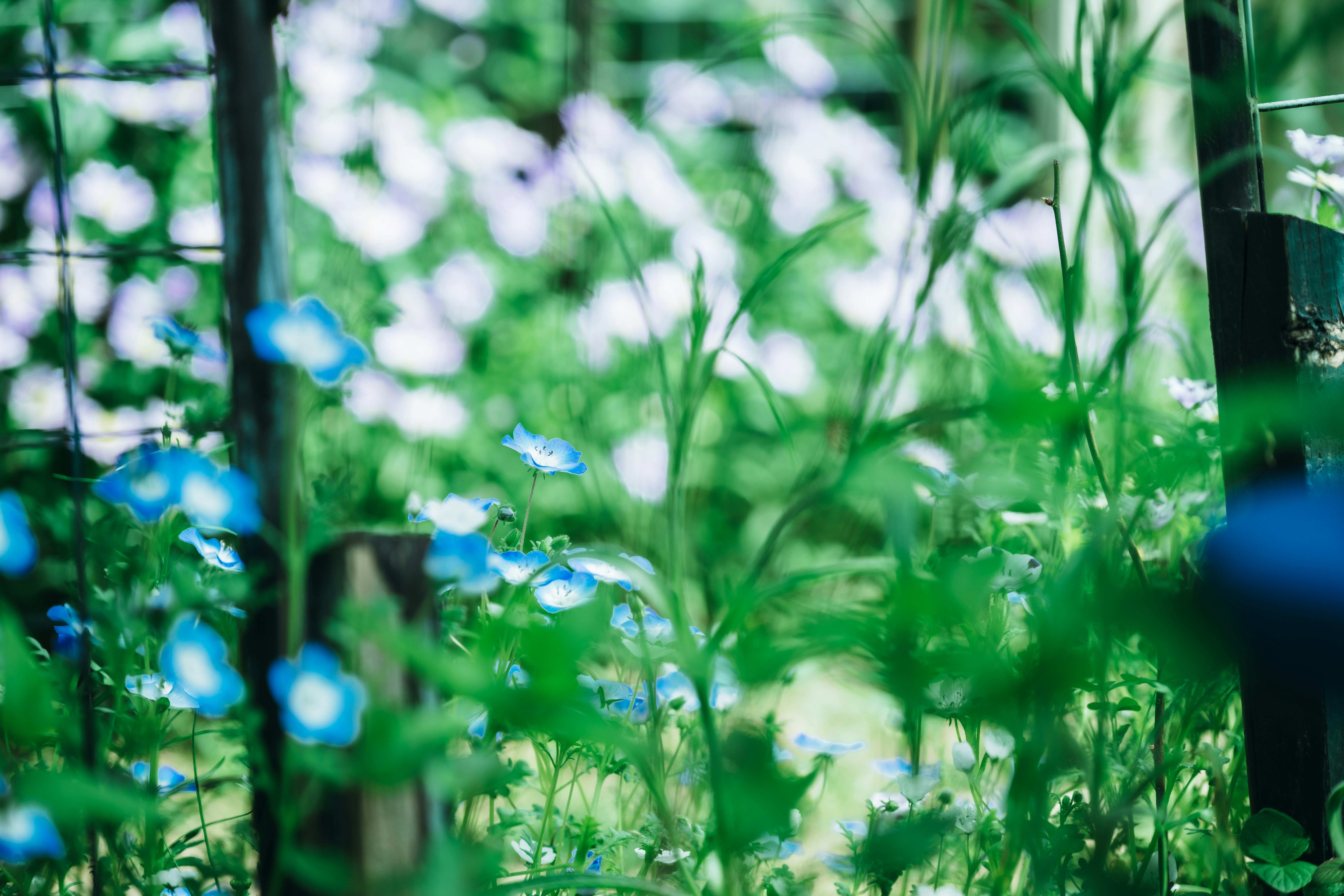 kedalaman bidang di taman dengan rumput hijau dan bunga biru