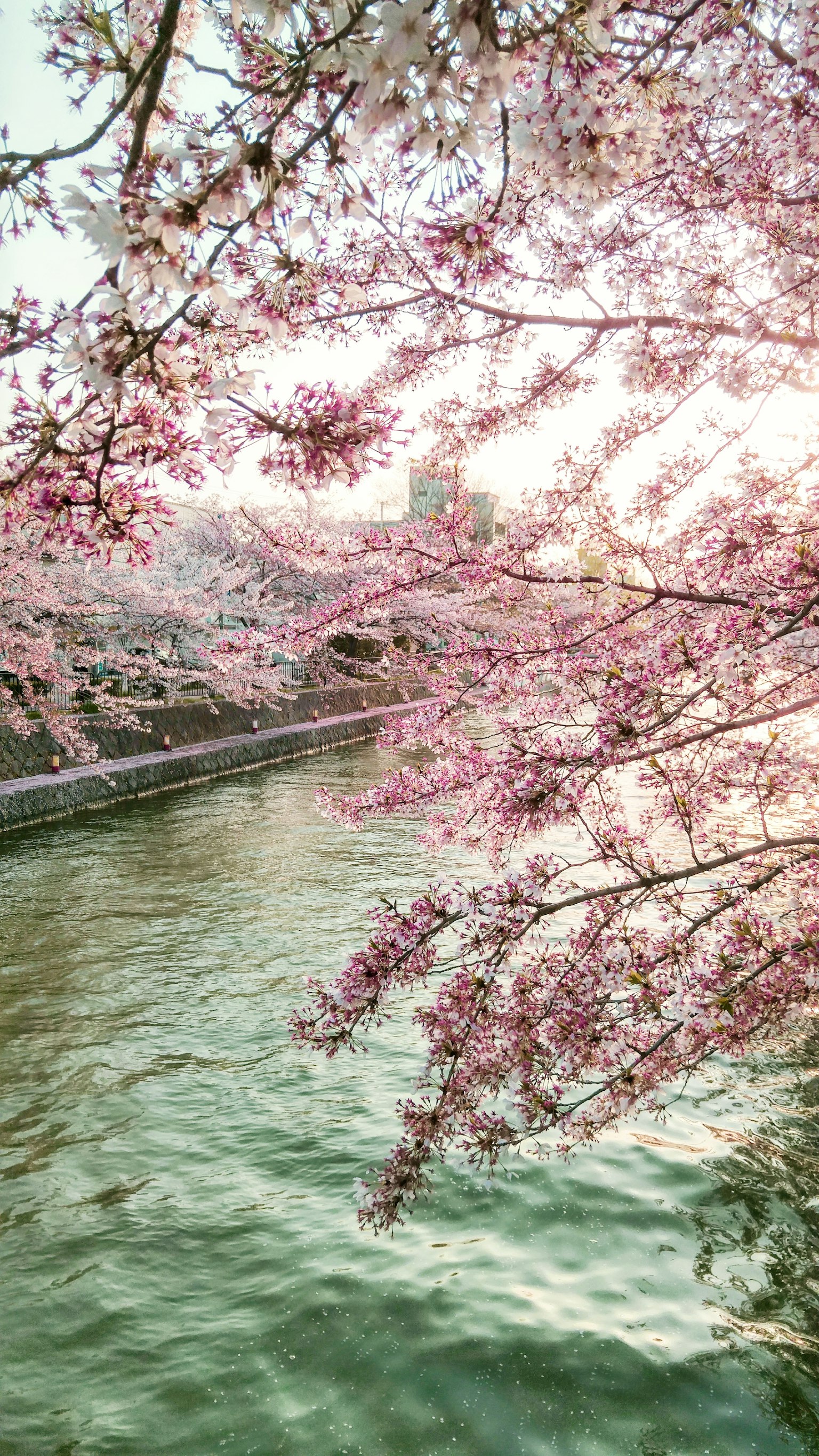 Cherry blossom branches over a tranquil river