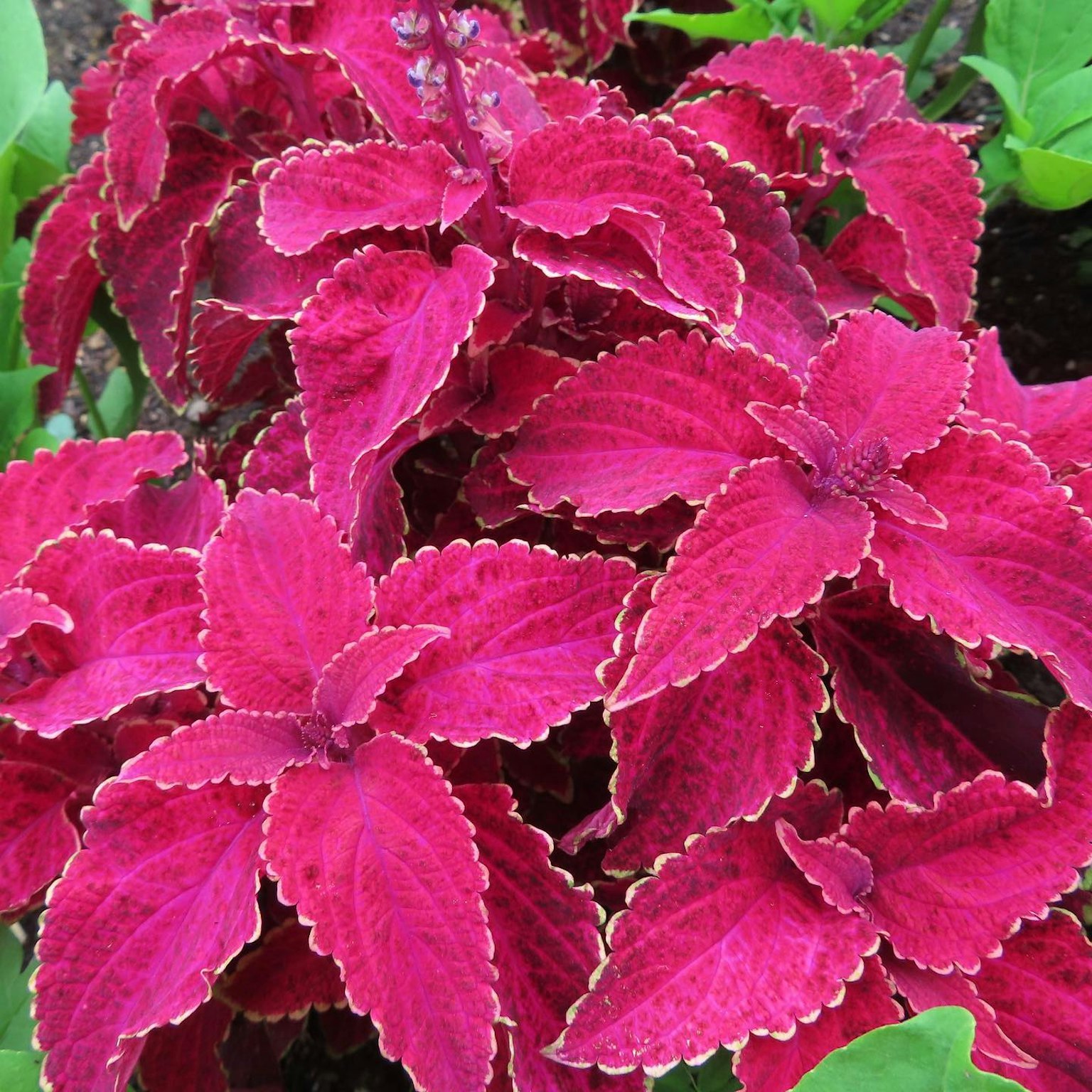 Acercamiento de una planta de coleus con hojas rojas vibrantes