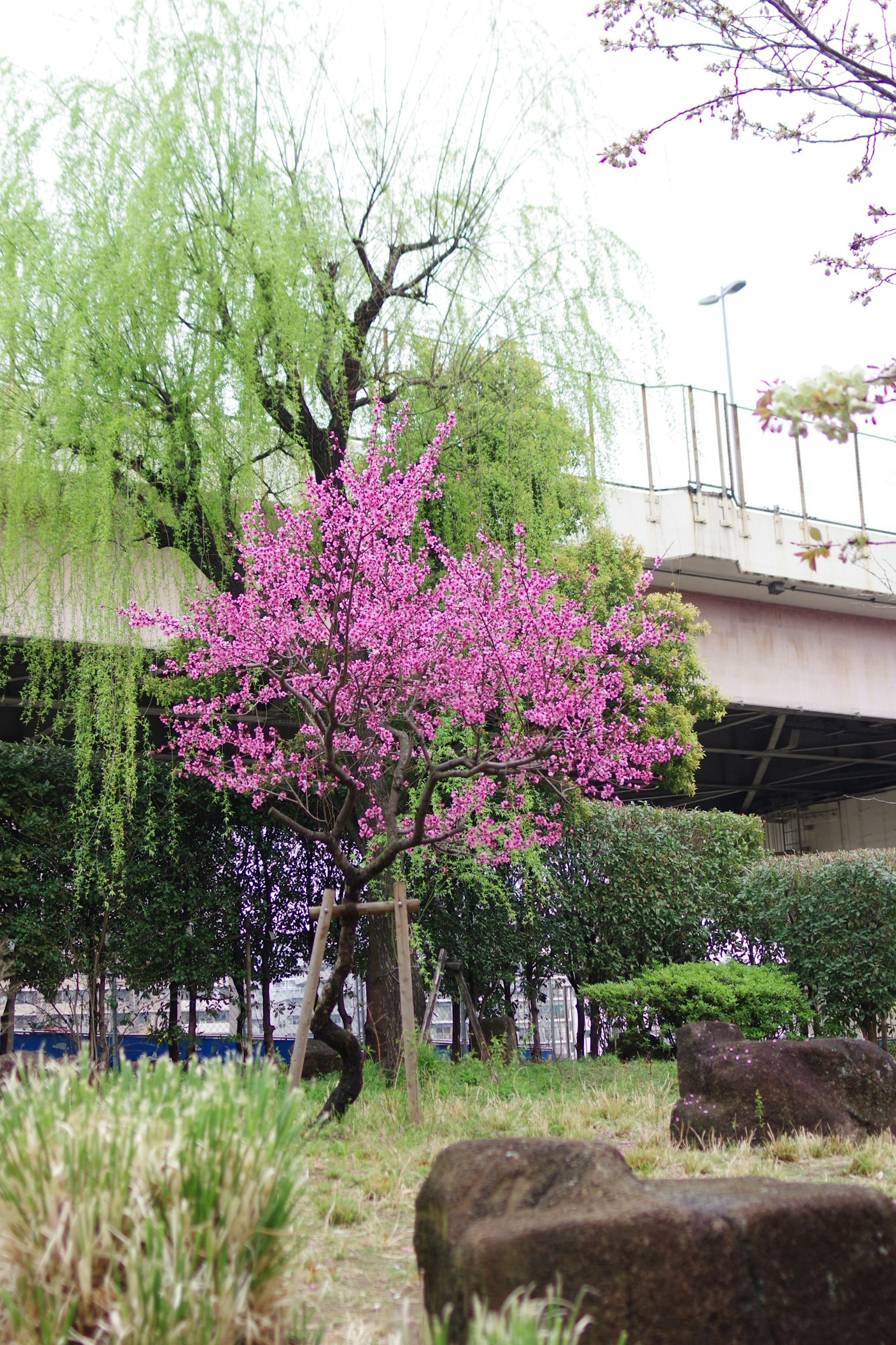 公园内樱花树和绿色柳树的风景