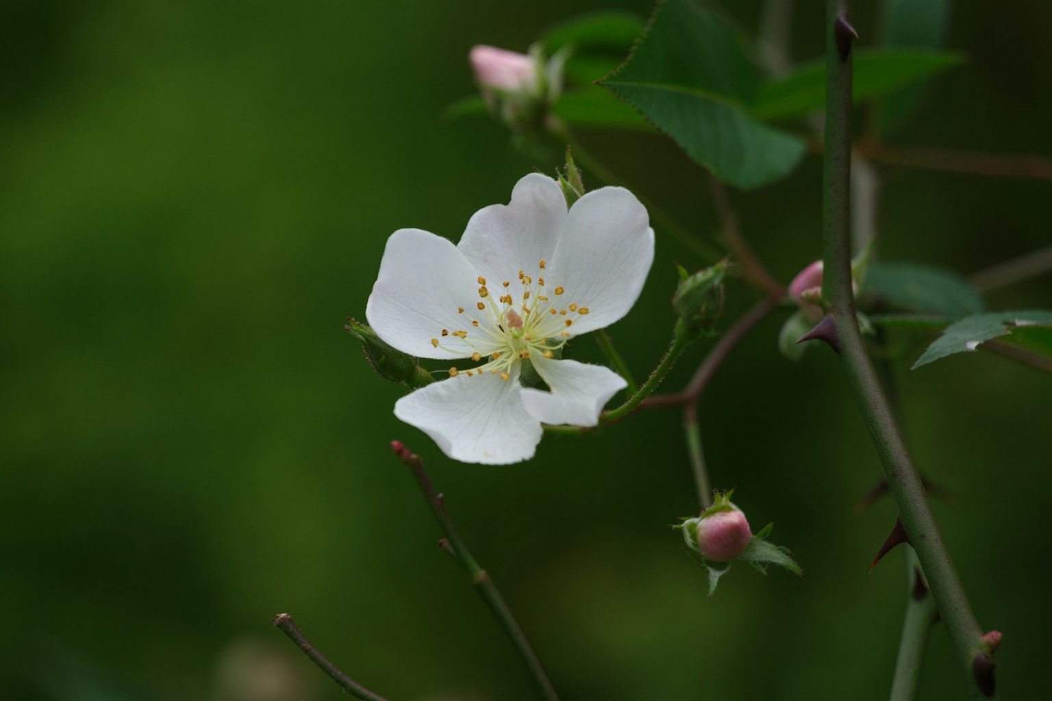 Gros plan d'une fleur blanche avec des boutons sur un fond vert