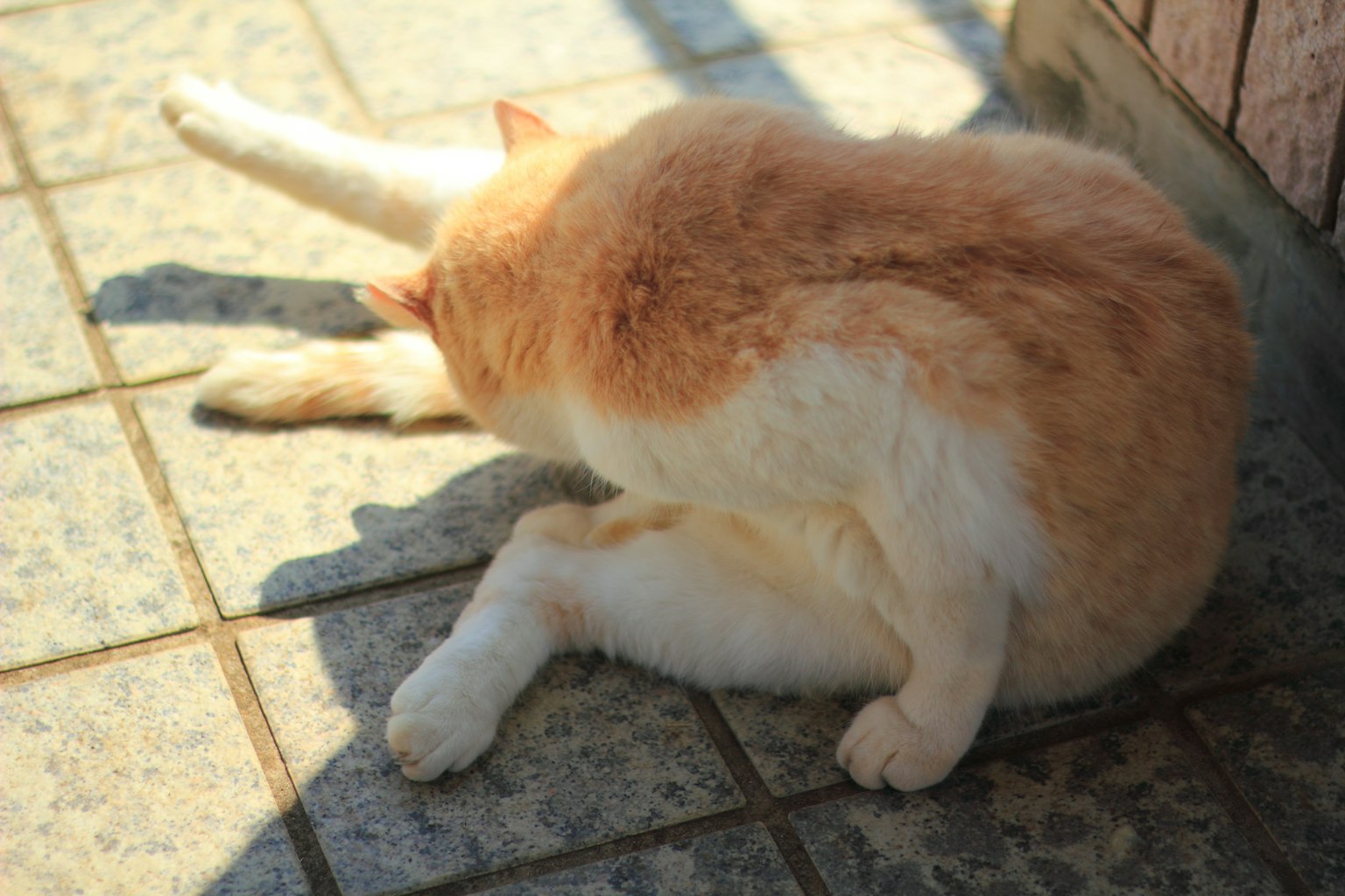 Kucing oranye bersantai di bawah sinar matahari