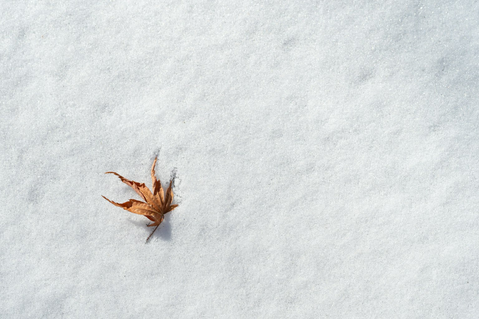 白雪上的棕色干叶