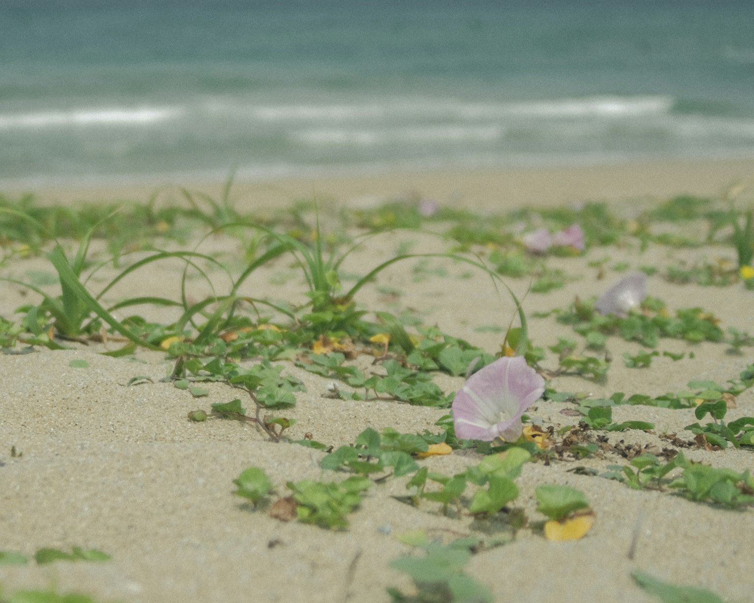 海灘上散落的草和花瓣的特寫
