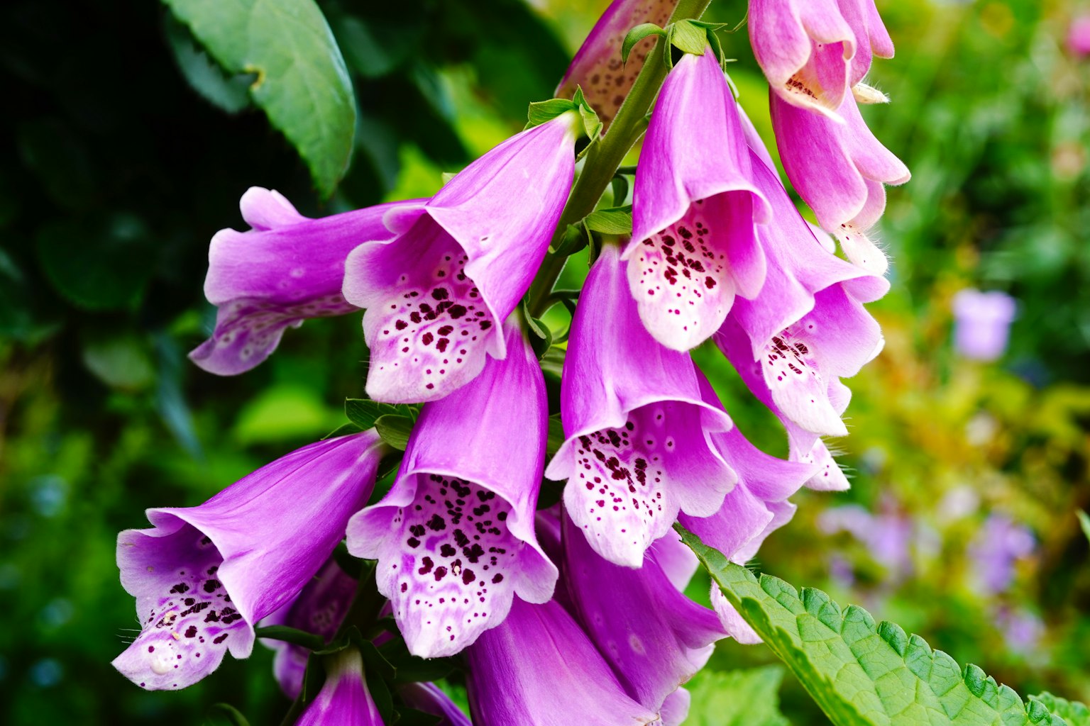 Bunga foxglove pink yang indah mekar