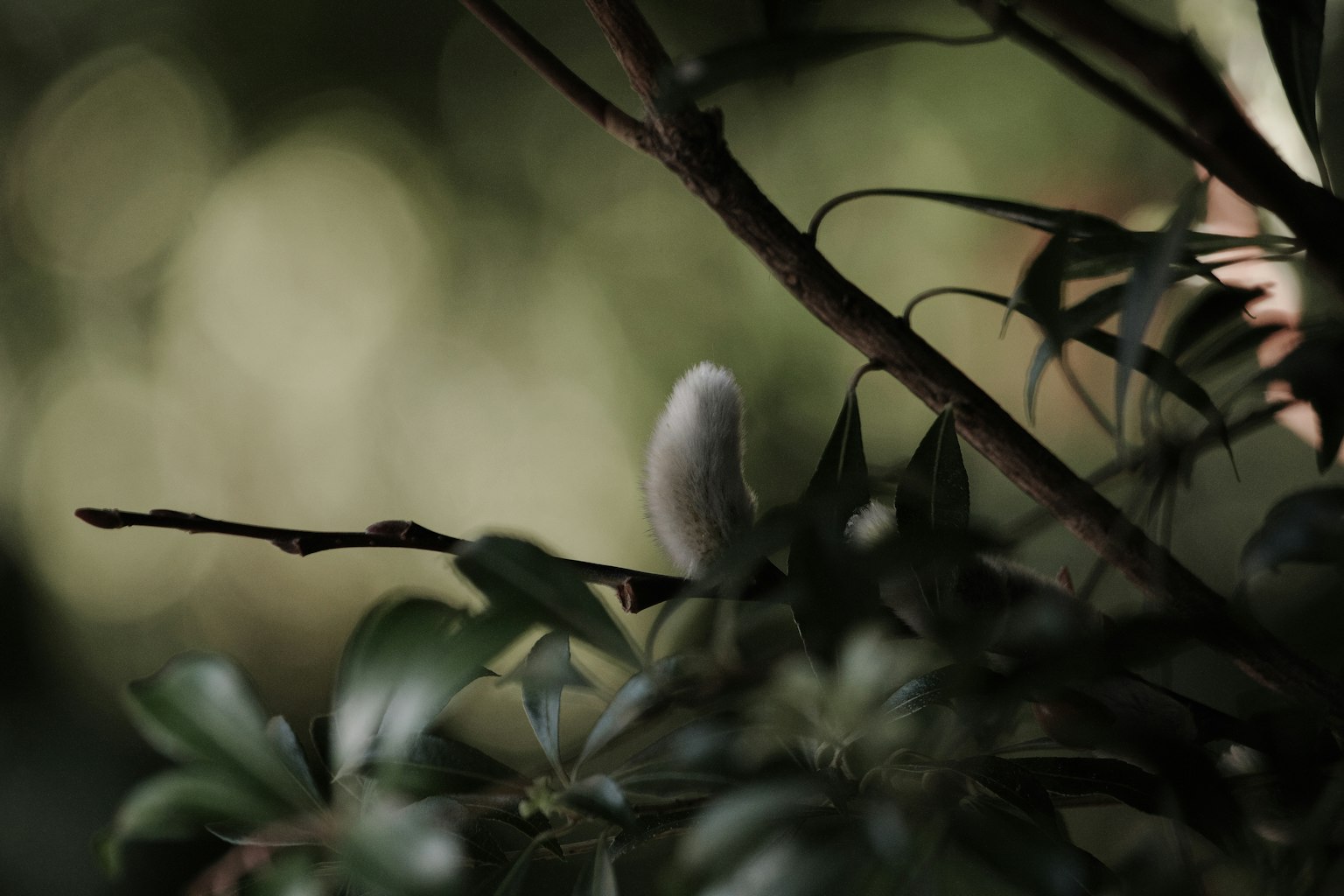 Brote de flor blanca acurrucado entre hojas verdes con un fondo suave