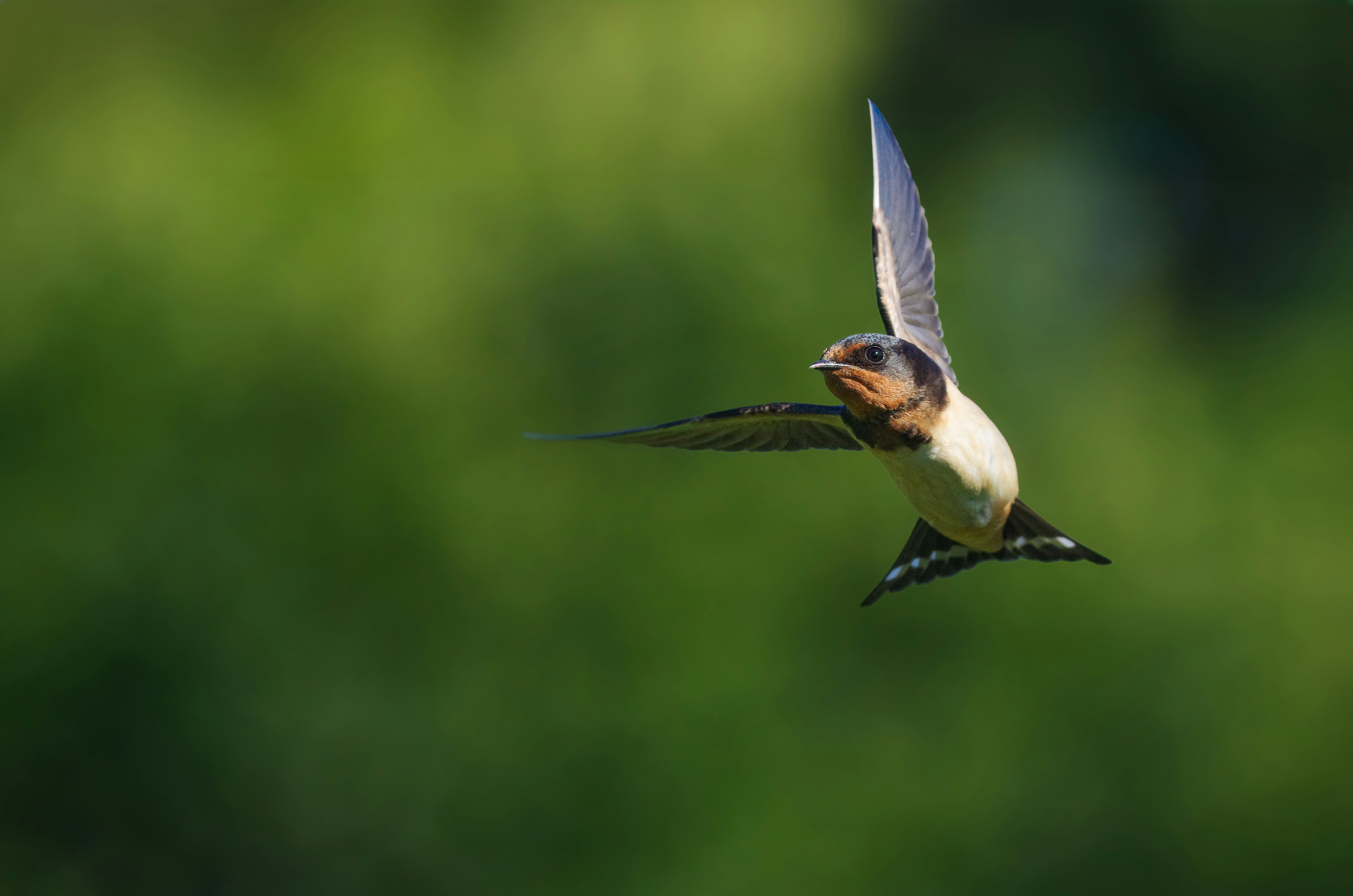 緑の背景に飛び立つツバメのような小鳥