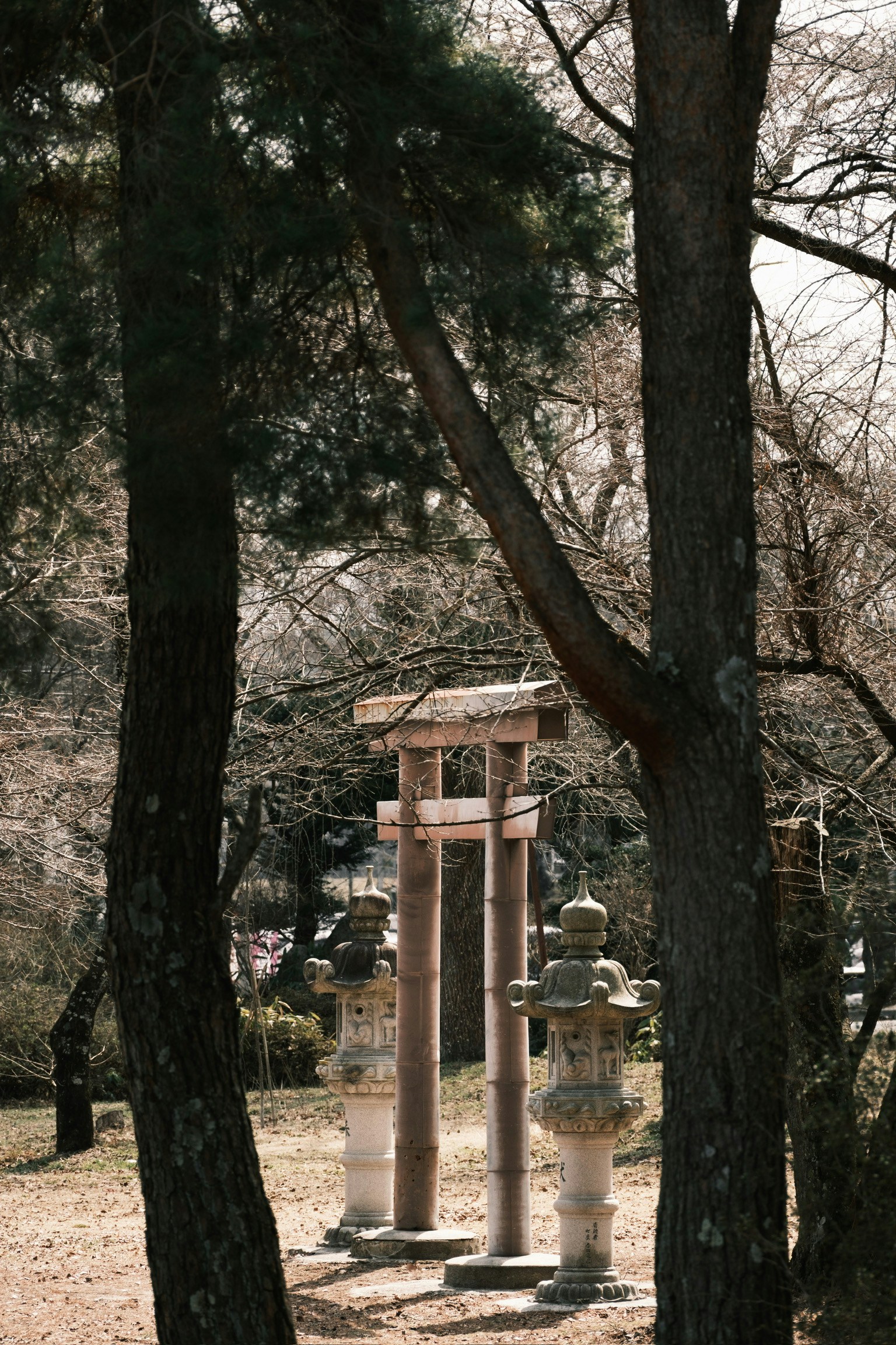 公園內櫻花樹之間的鳥居和石燈籠的美景