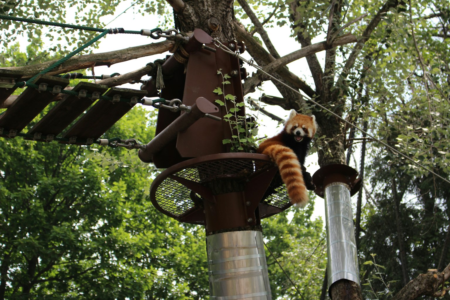 Panda roux sur une plateforme d'arbre entourée de verdure