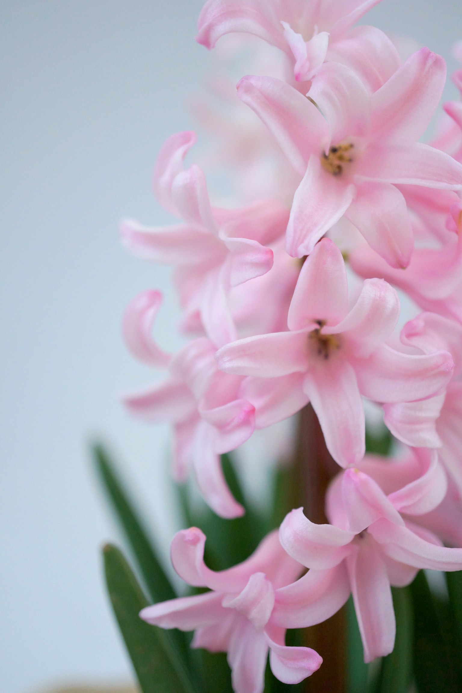 Fiori di giacinto rosa chiaro in fiore