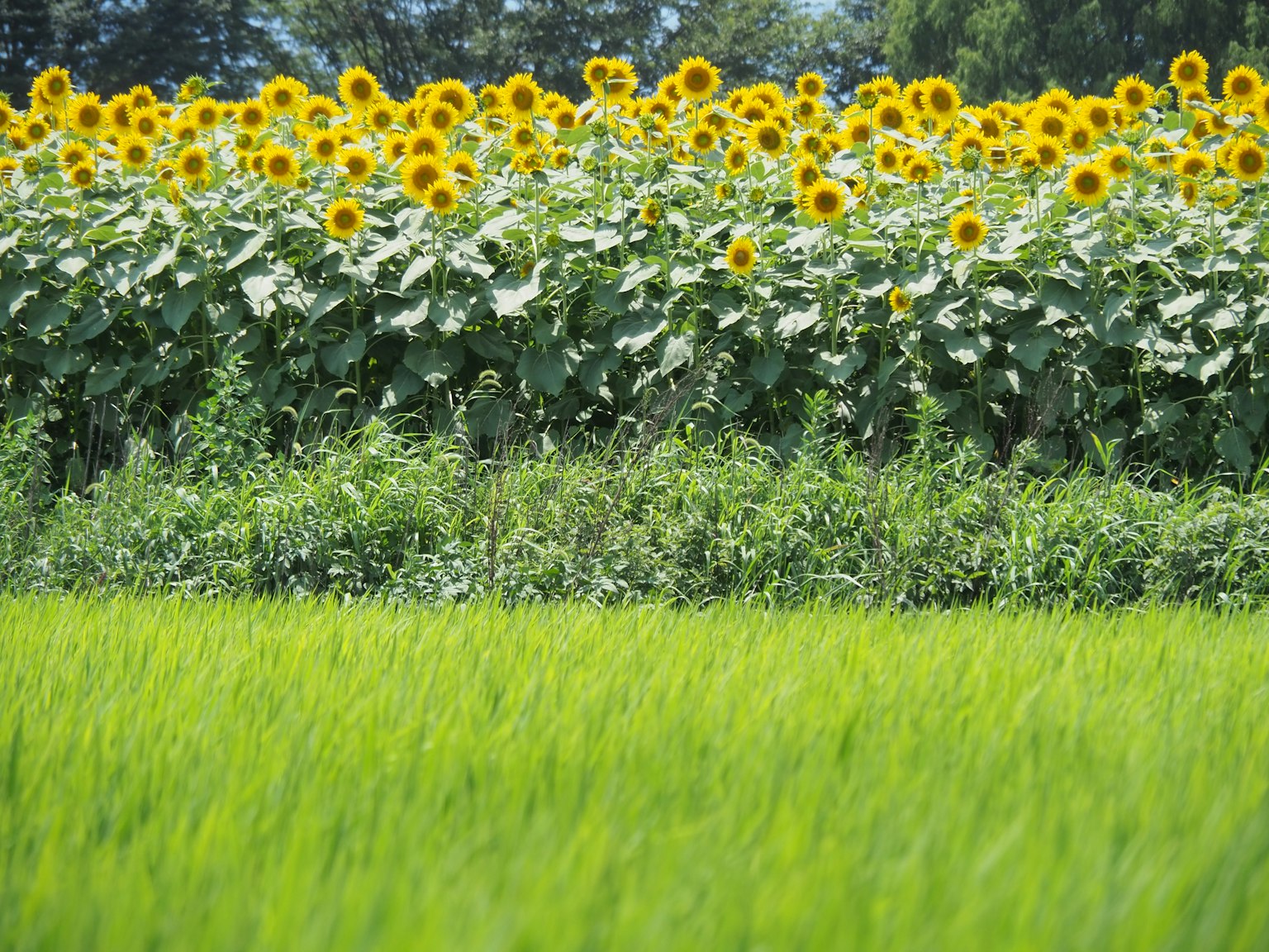 Campo di riso verde lussureggiante con una fila di girasoli vivaci sullo sfondo