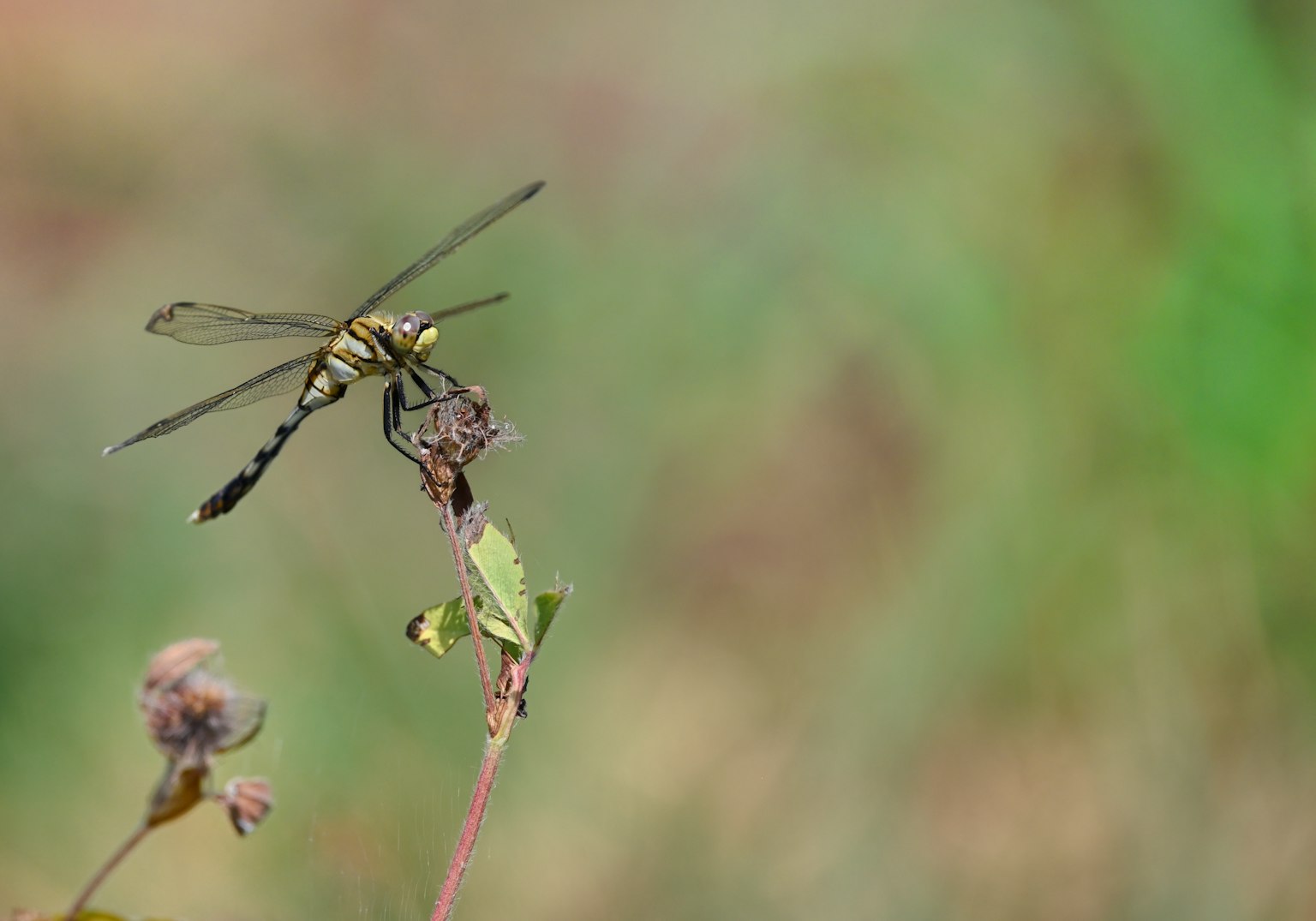 Une libellule planant au-dessus d'une petite plante