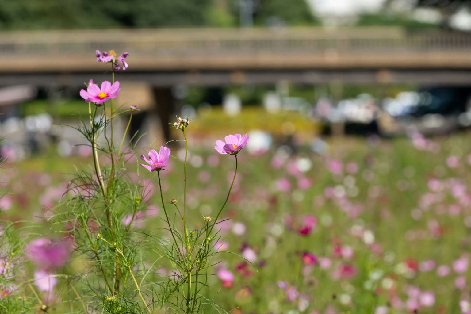 Un campo di fiori rosa con un ponte sullo sfondo