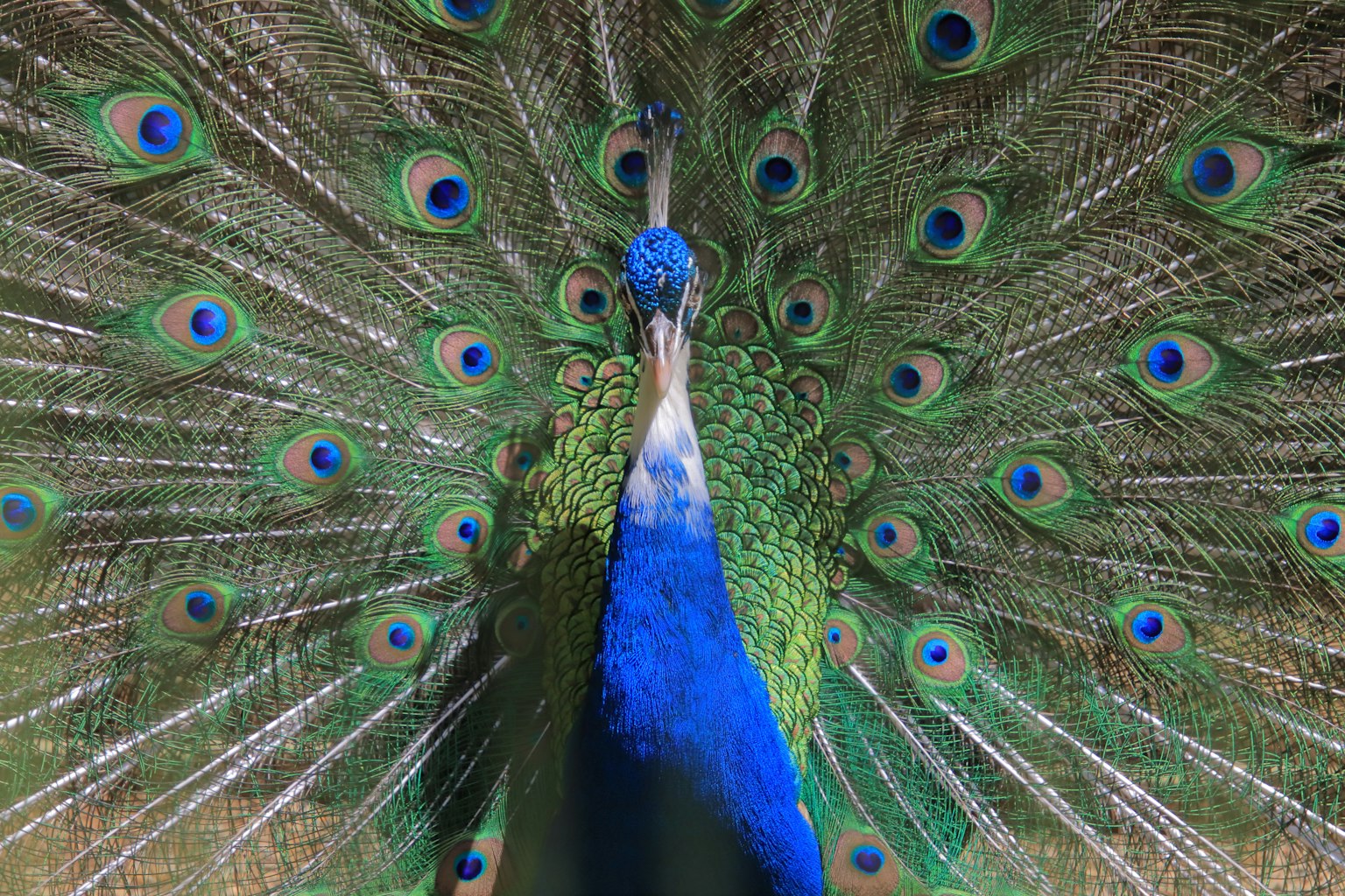 A beautiful peacock displaying its vibrant feathers