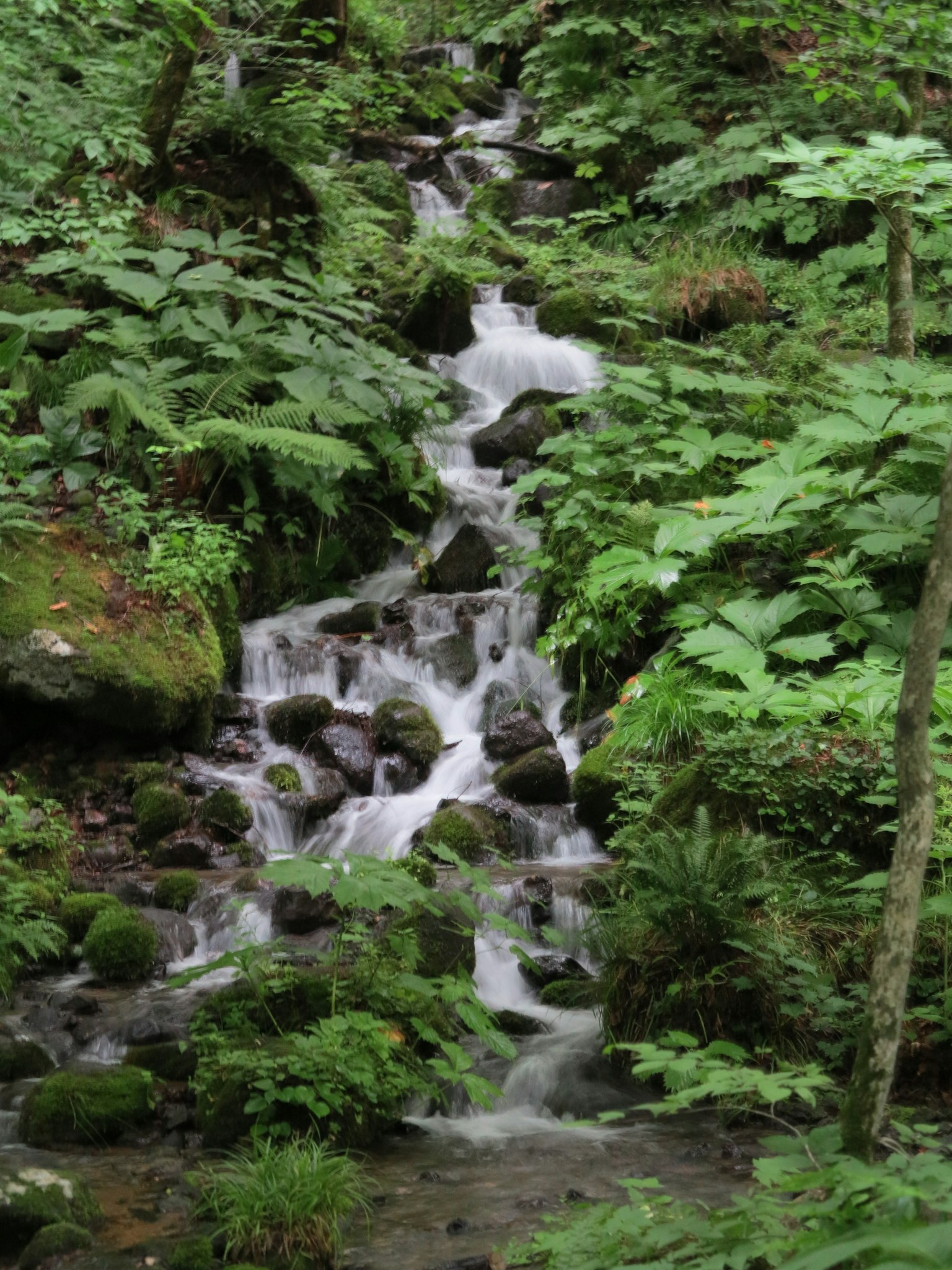 Une petite cascade coulant à travers des fougères vertes luxuriantes et des rochers