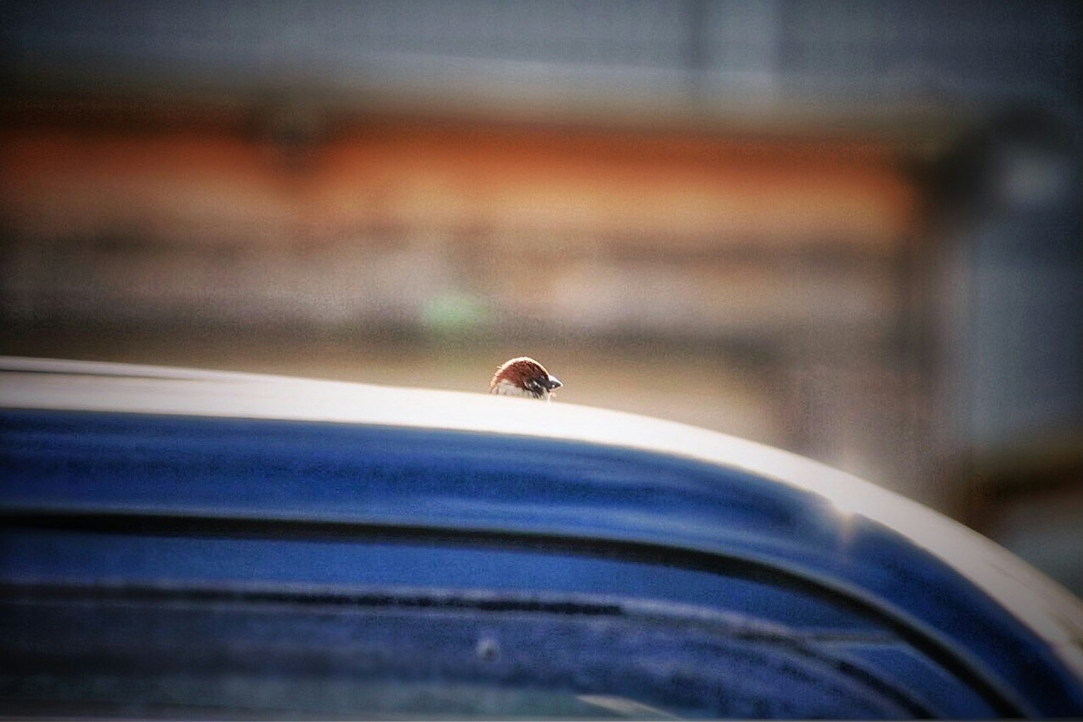Un piccolo insetto sul tetto di un'auto blu