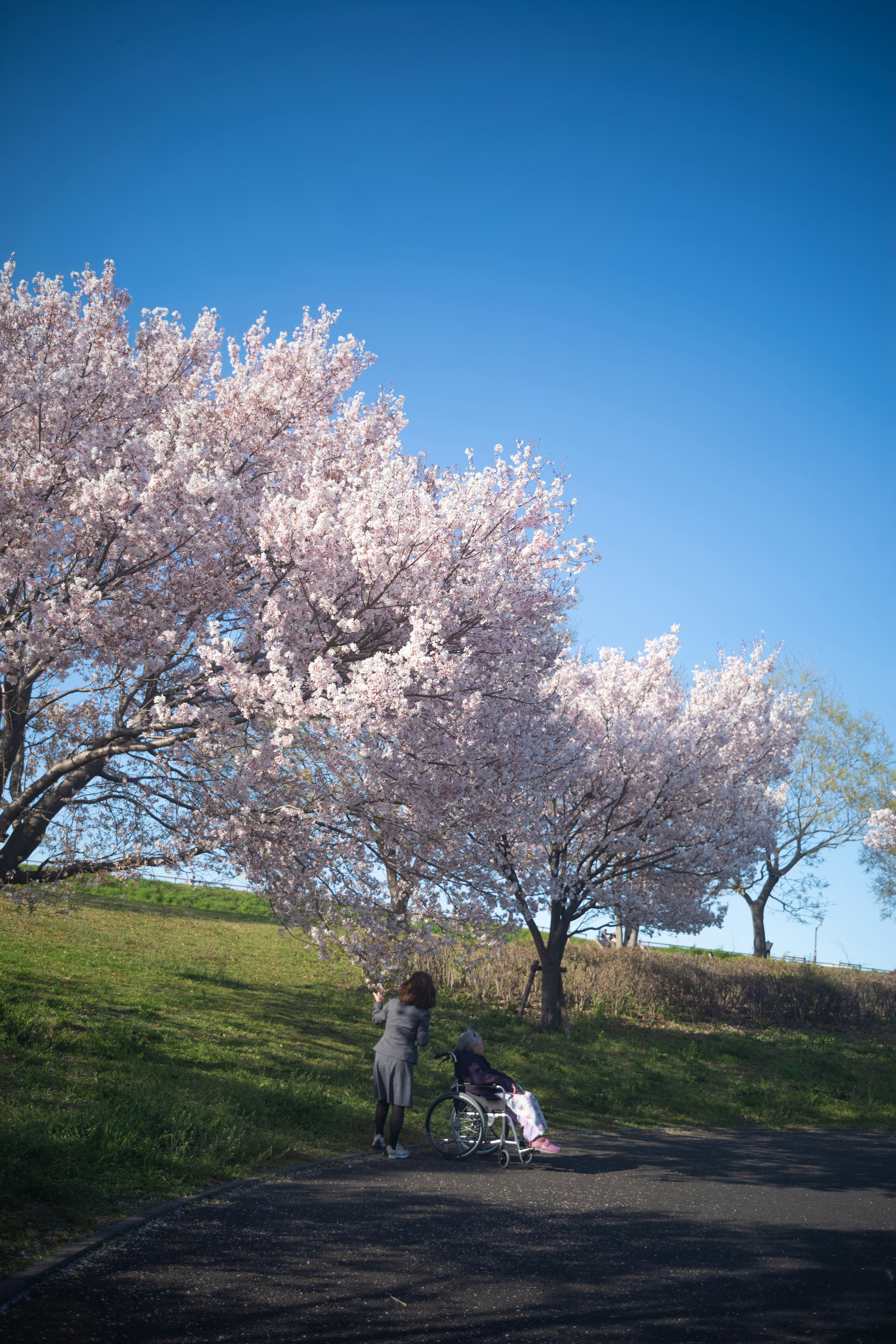 桜の木の下で車いすの人と春の丘の散歩道