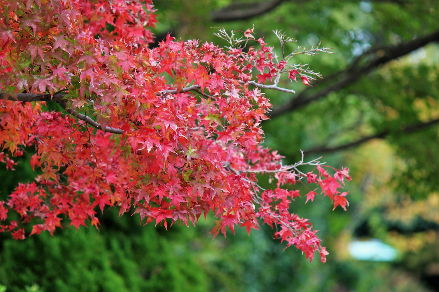 Vibrant red maple leaves against a lush green background