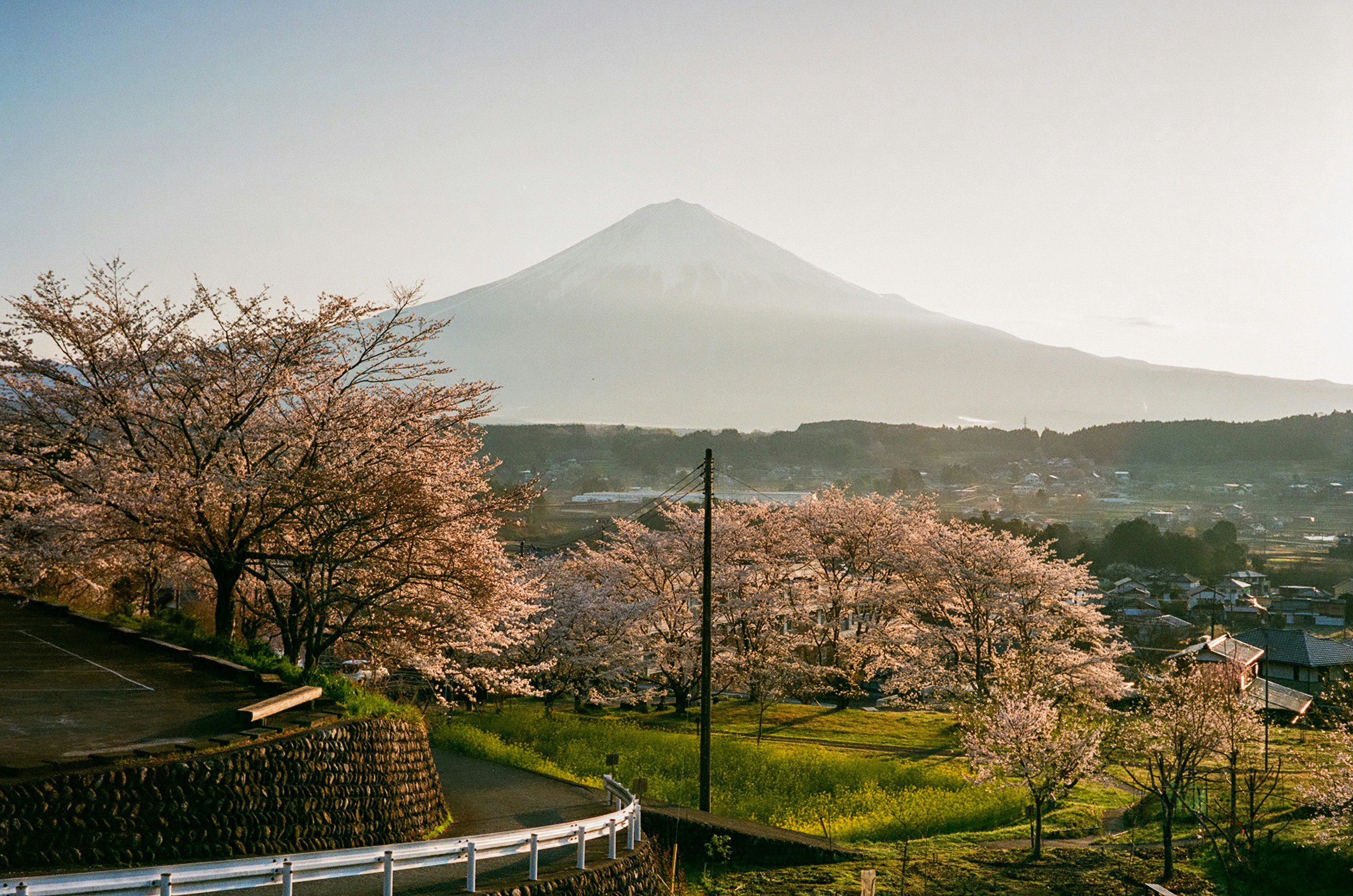 春の桜並木と山並みが見える田園風景