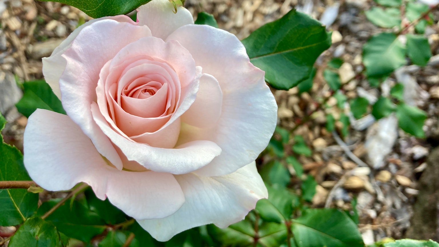 Una rosa rosa pallido circondata da foglie verdi