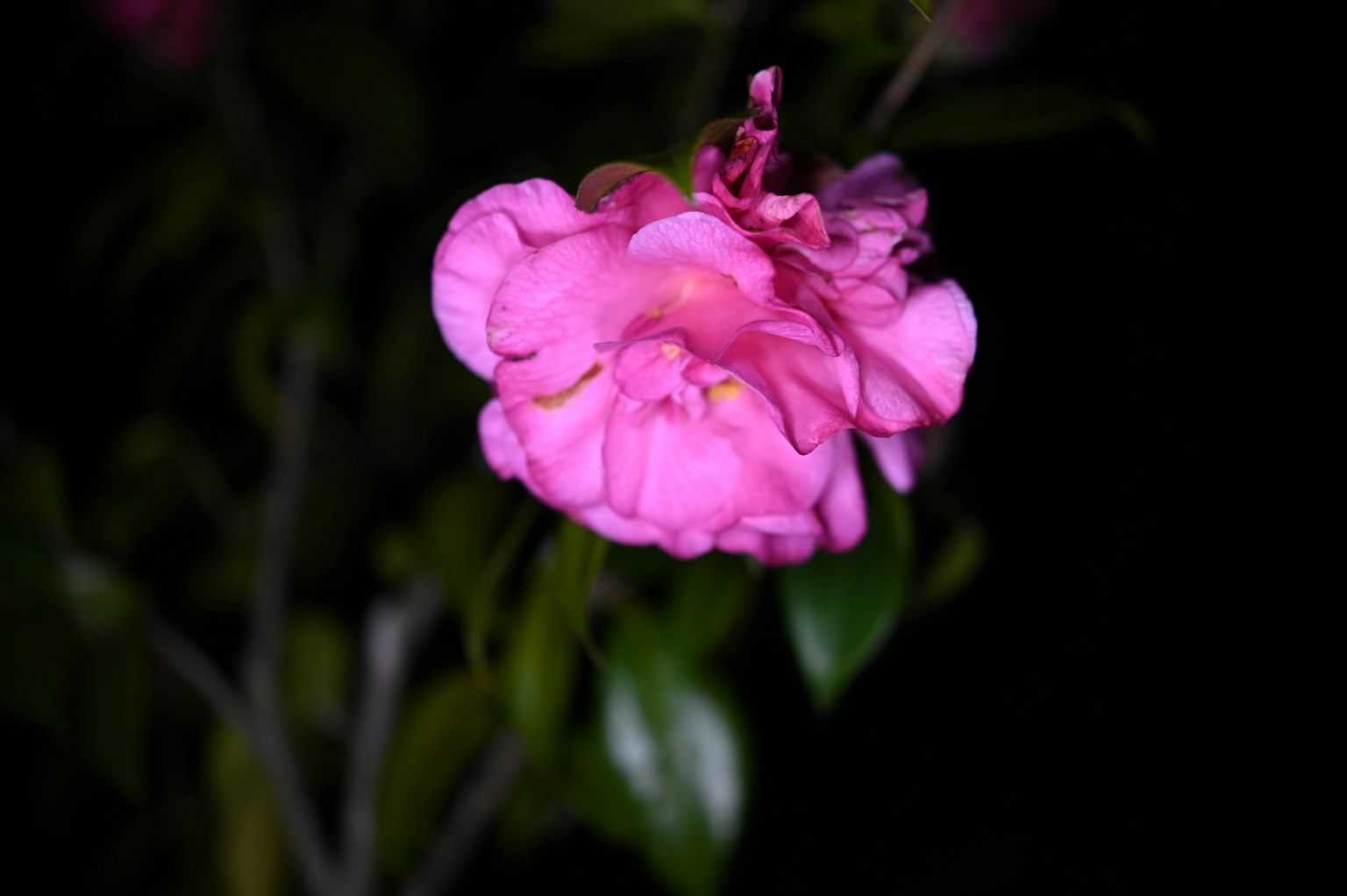 Eine lebhafte rosa Blume vor einem dunklen Hintergrund