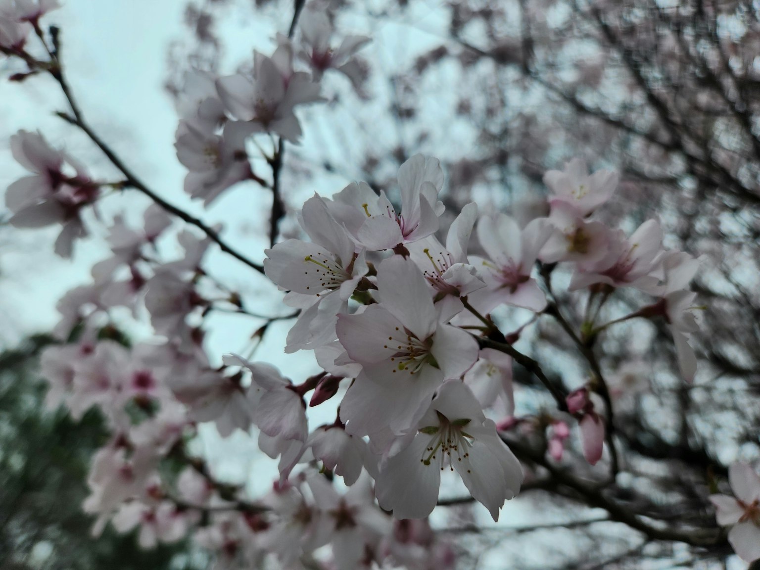 櫻花在樹枝上的特寫