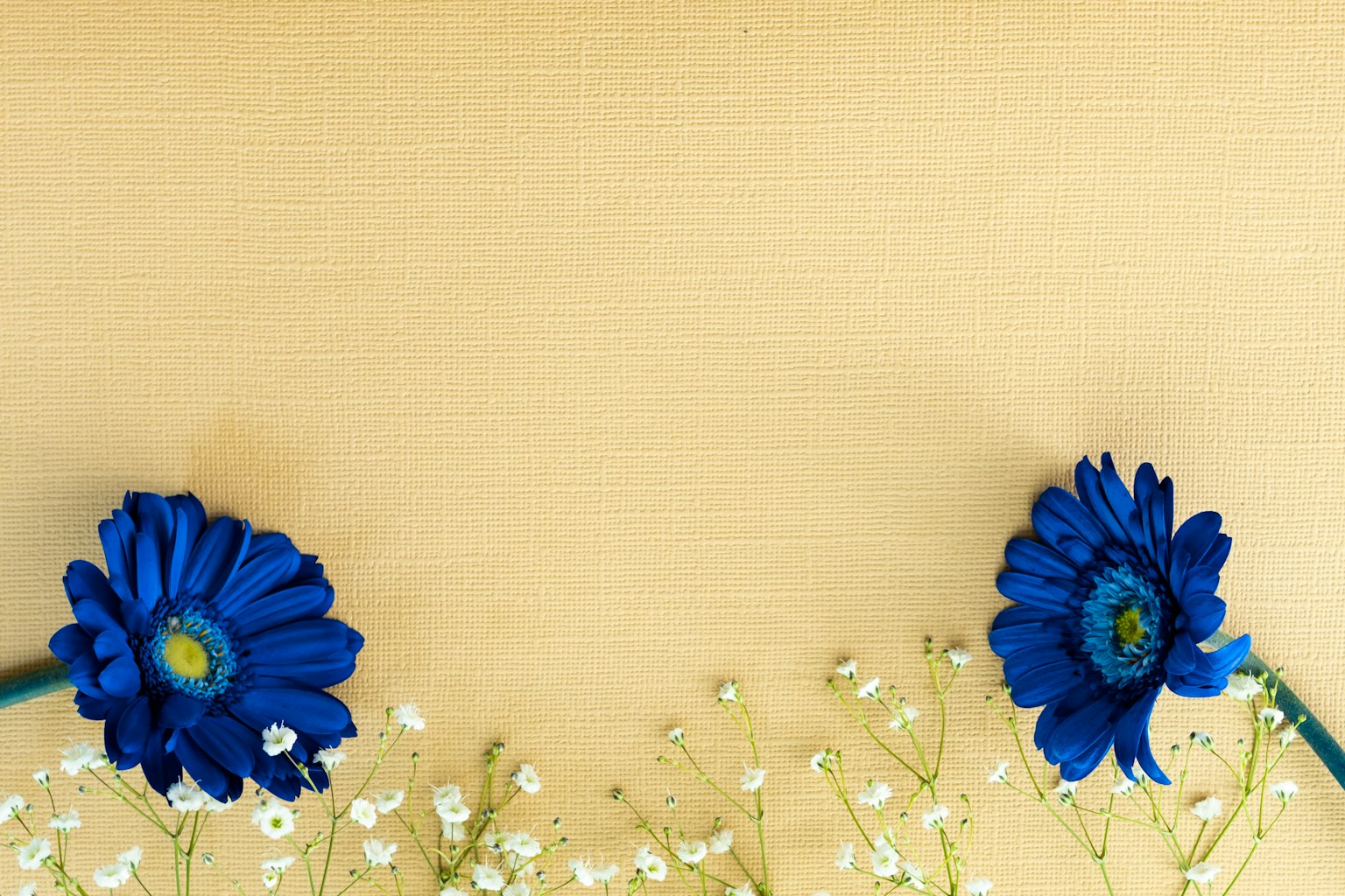 Due fiori blu vivaci con delicati fiori di campo bianchi su uno sfondo giallo chiaro