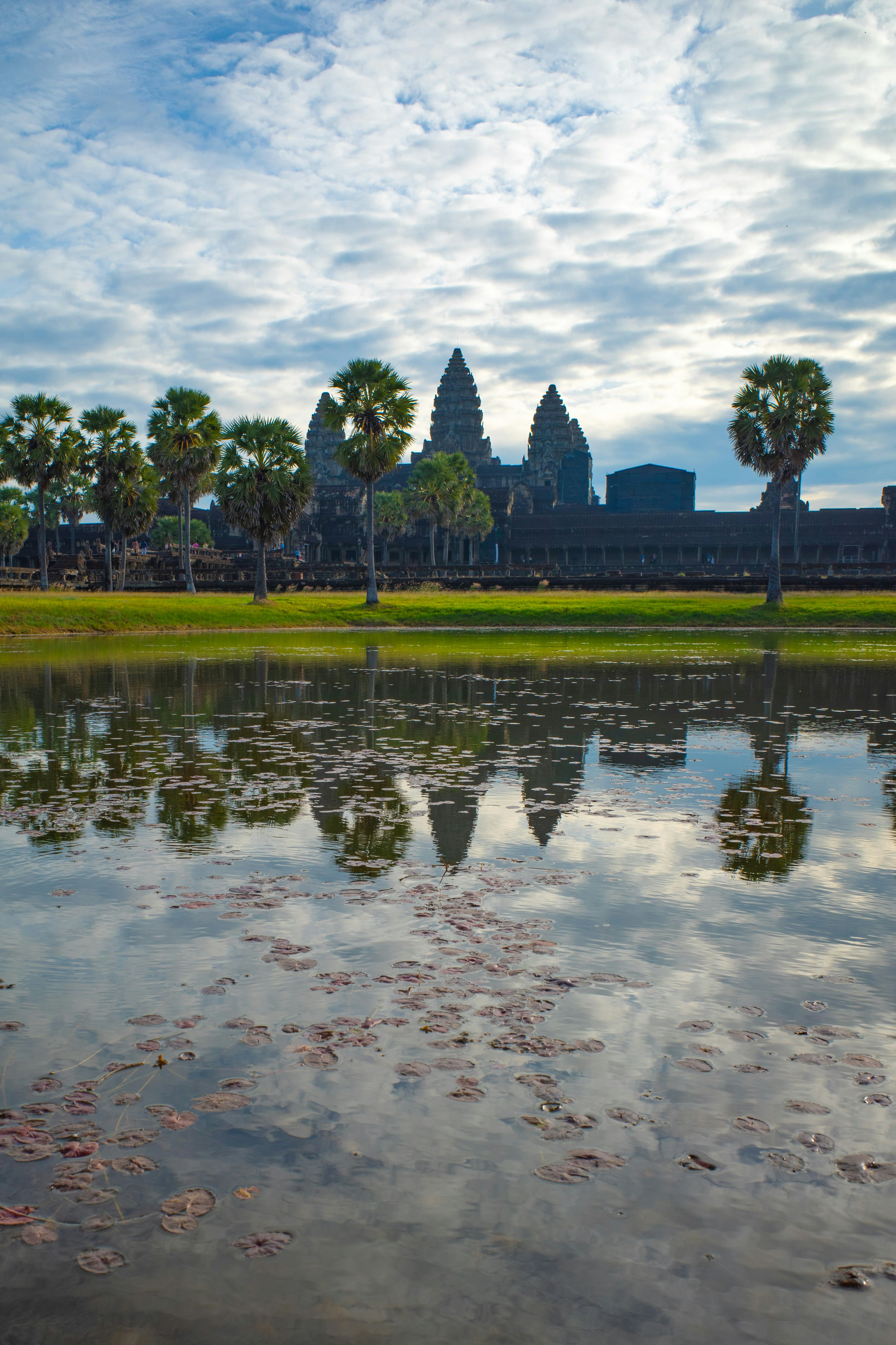 Bóng Angkor Wat phản chiếu trong ao với hàng cây cọ