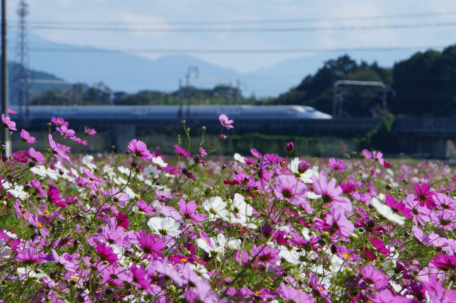 五彩繽紛的宇宙花和背景中經過的新幹線列車